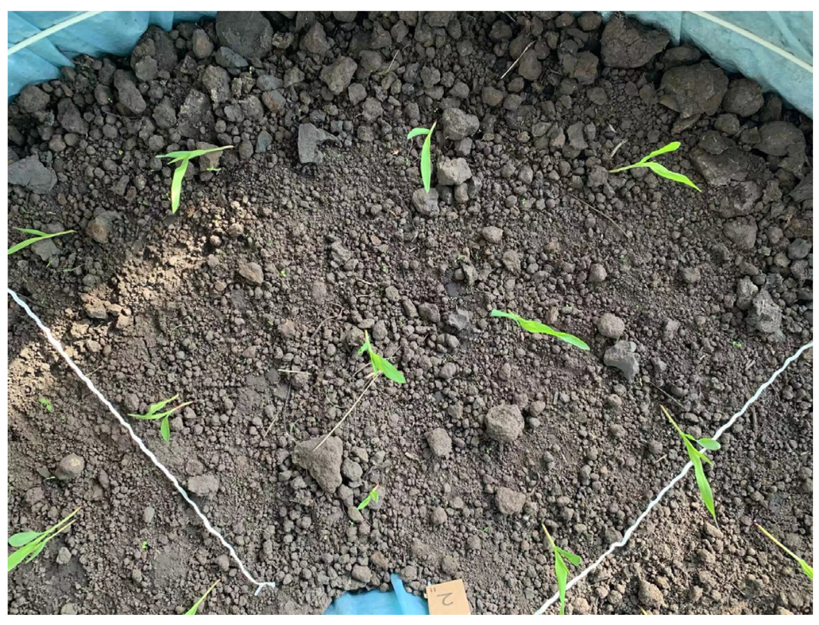 Agronomy 14 01667 g002