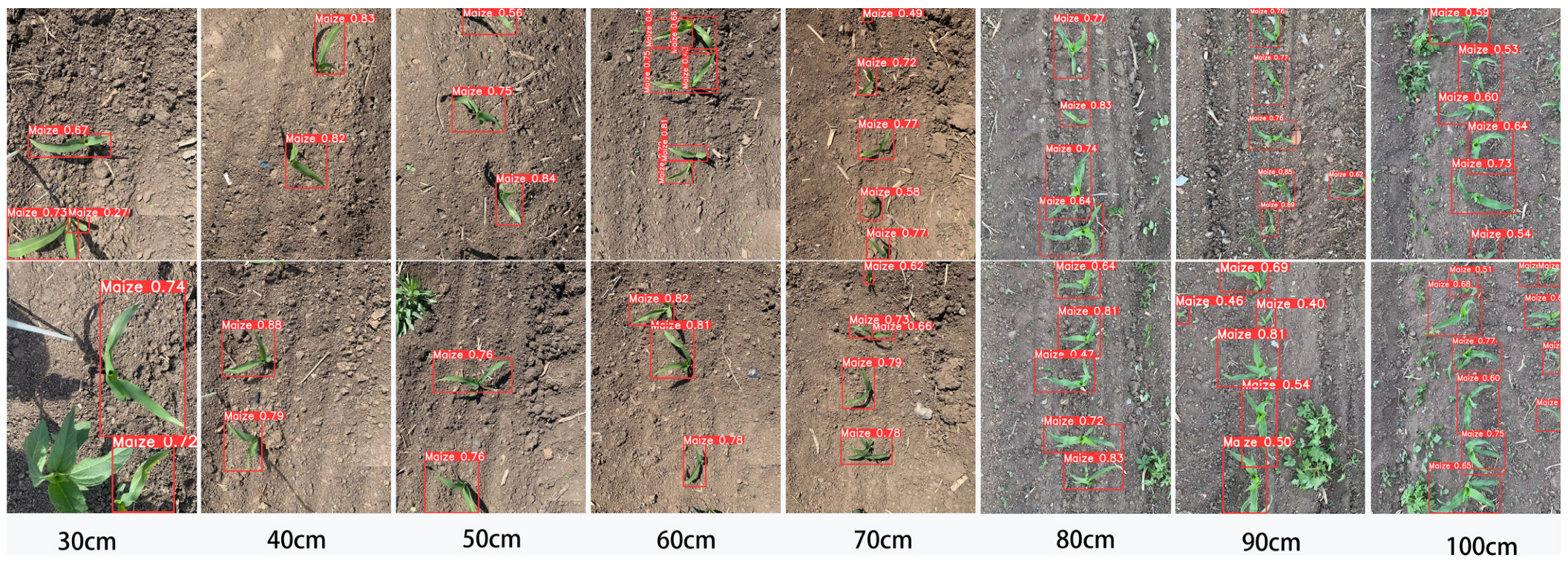 Agronomy 14 01667 g014