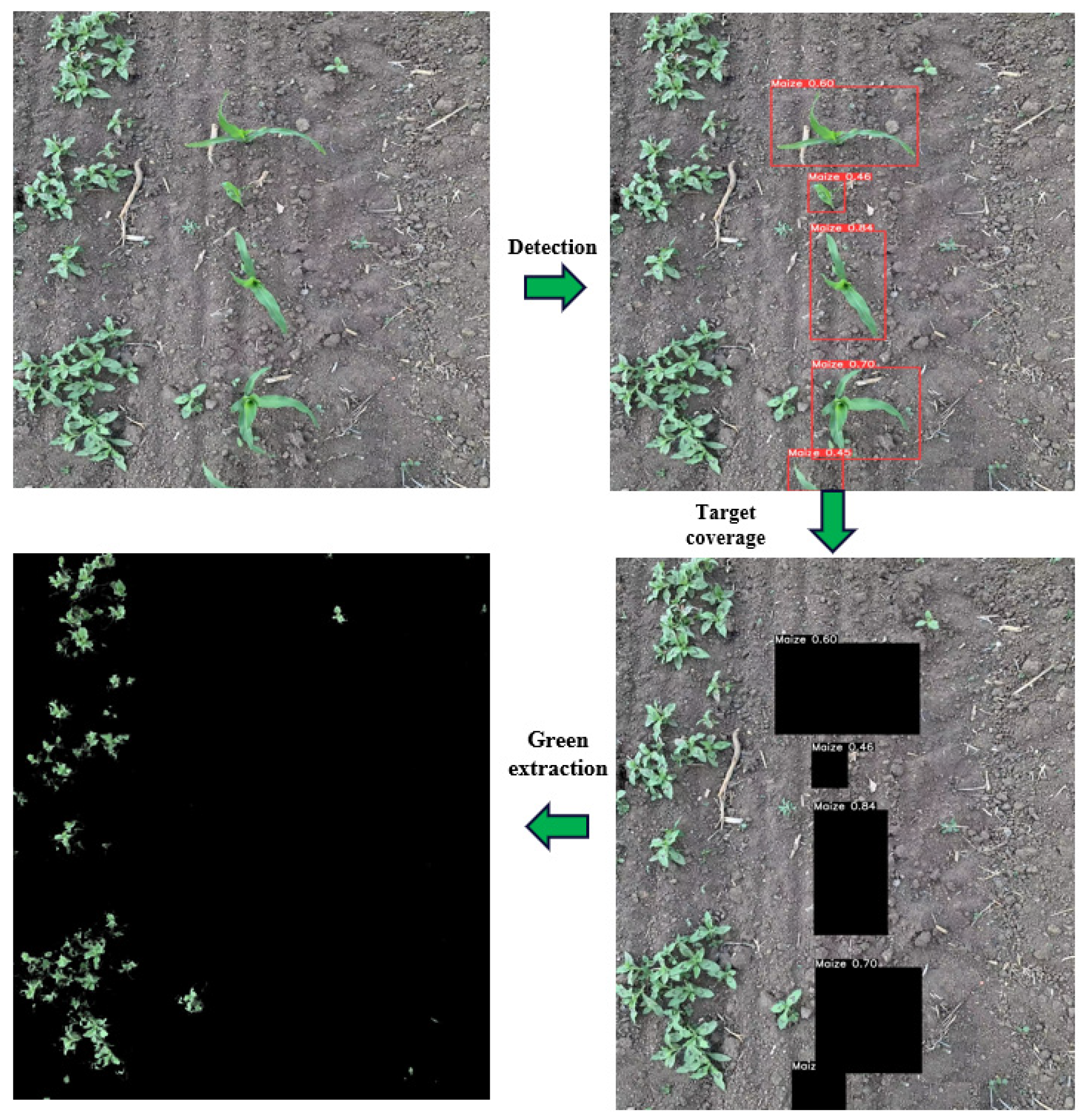Agronomy 14 01667 g015