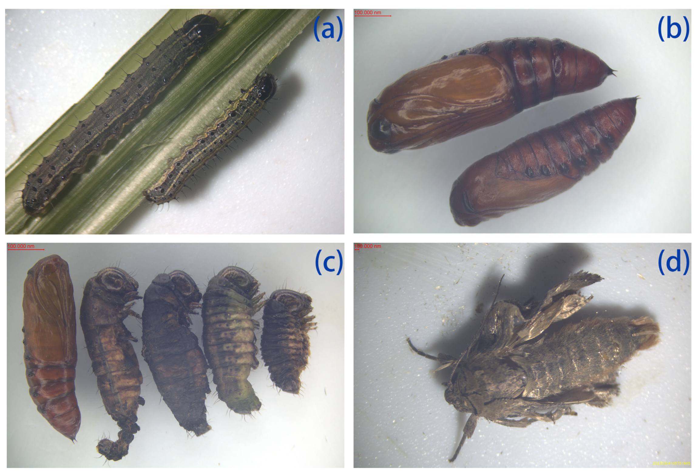 Agronomy 14 01690 g002