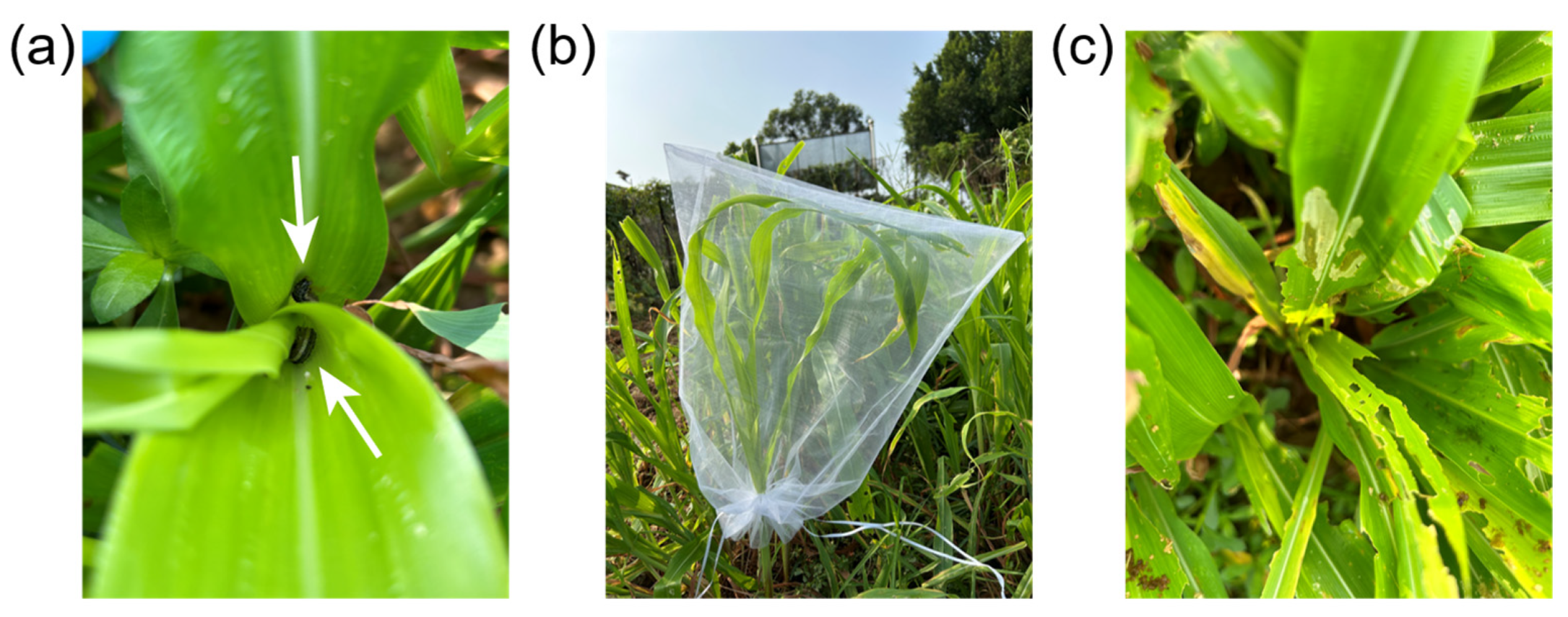 Agronomy 14 01690 g008