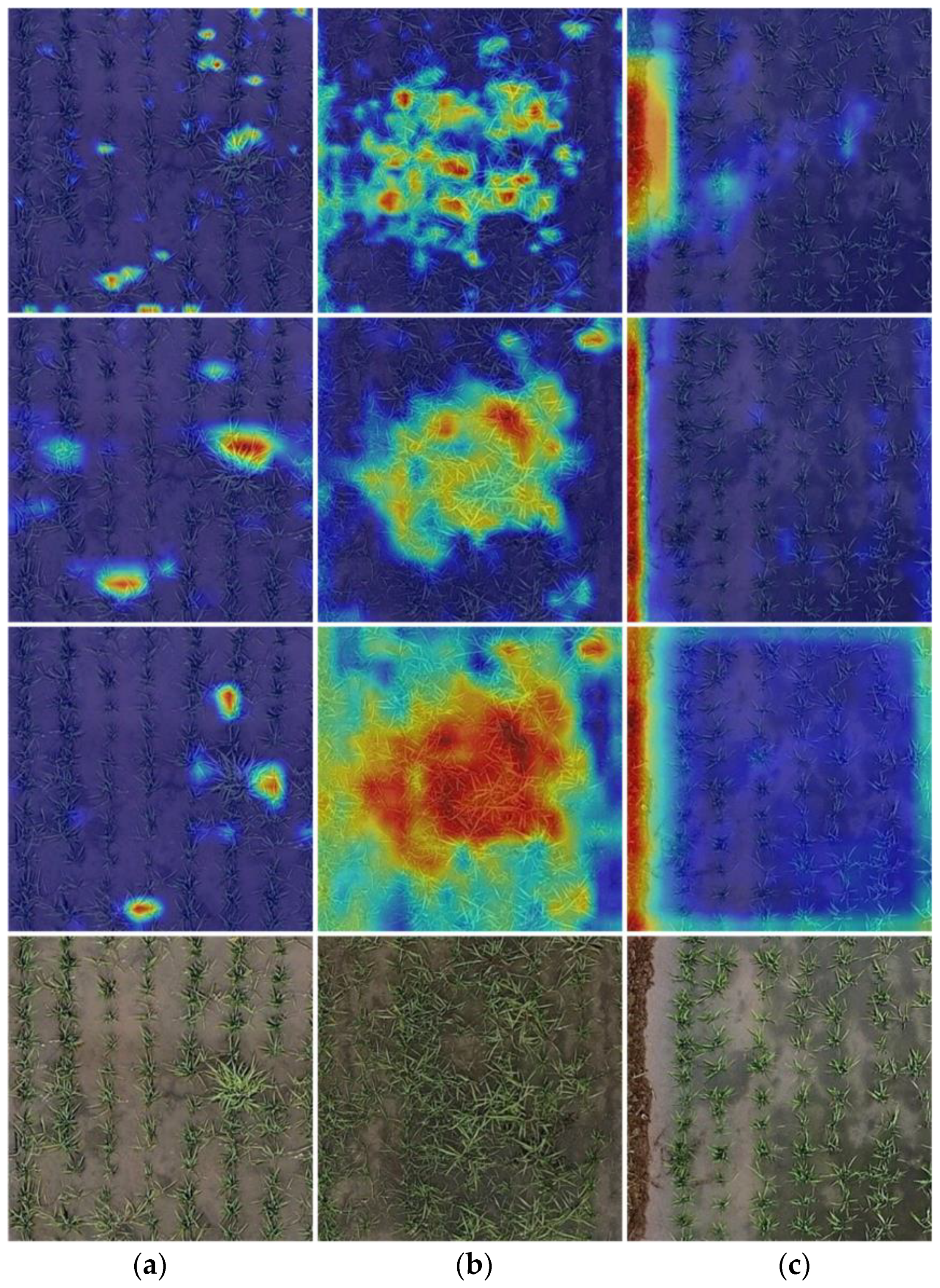 Agronomy 14 01702 g006