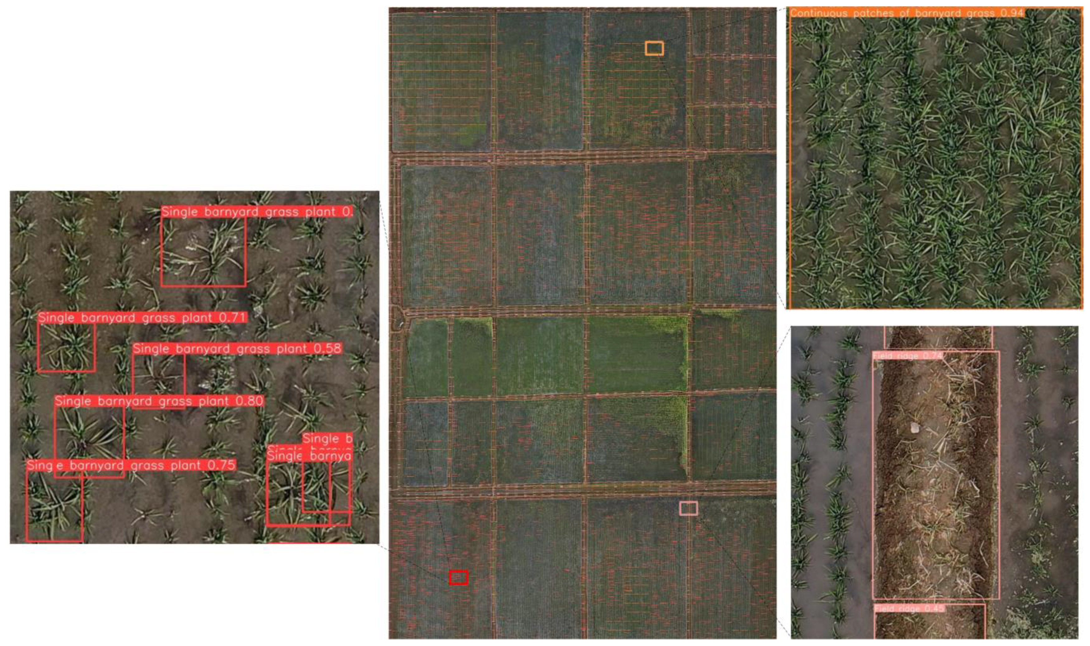 Agronomy 14 01702 g007