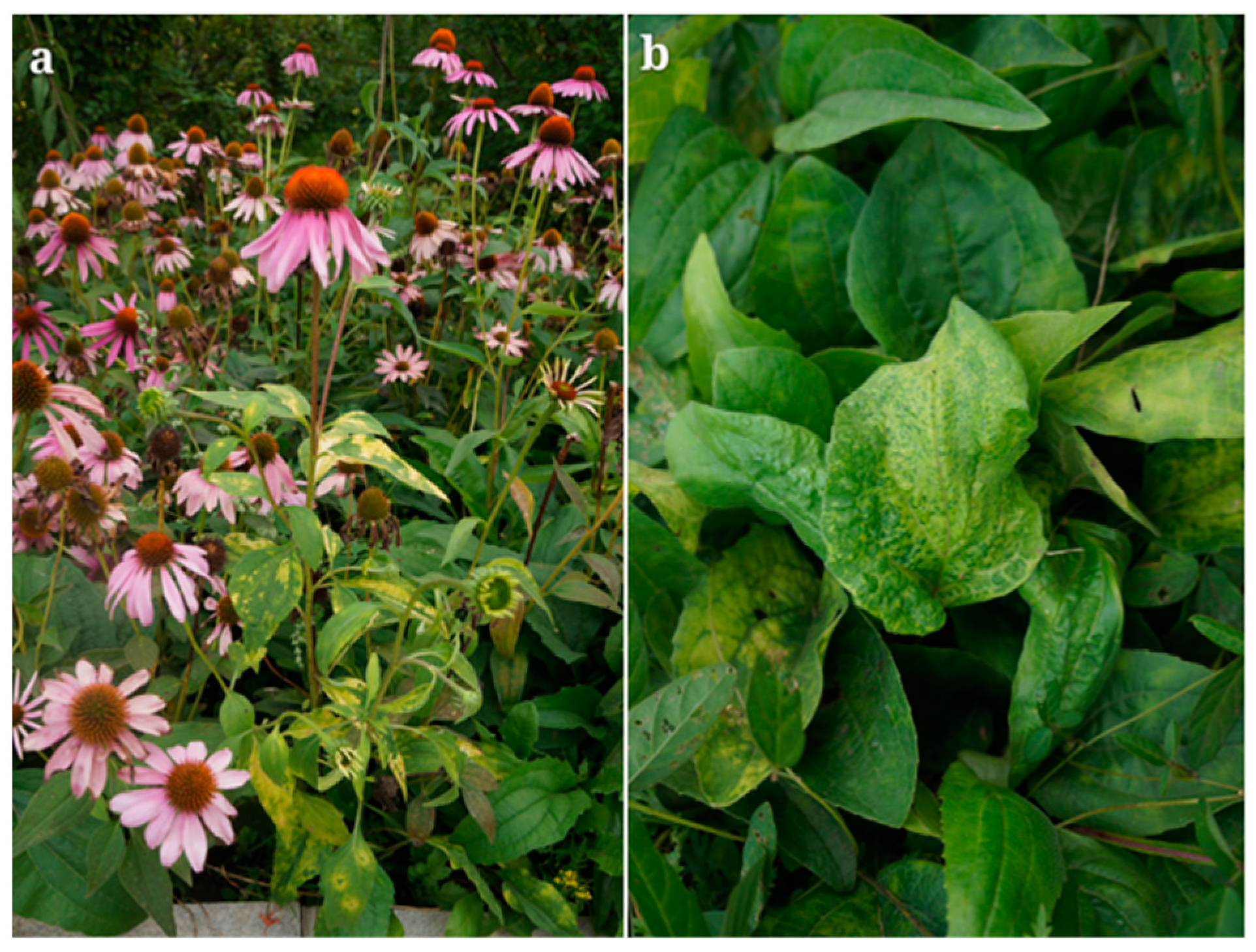 Agronomy 14 01709 g001