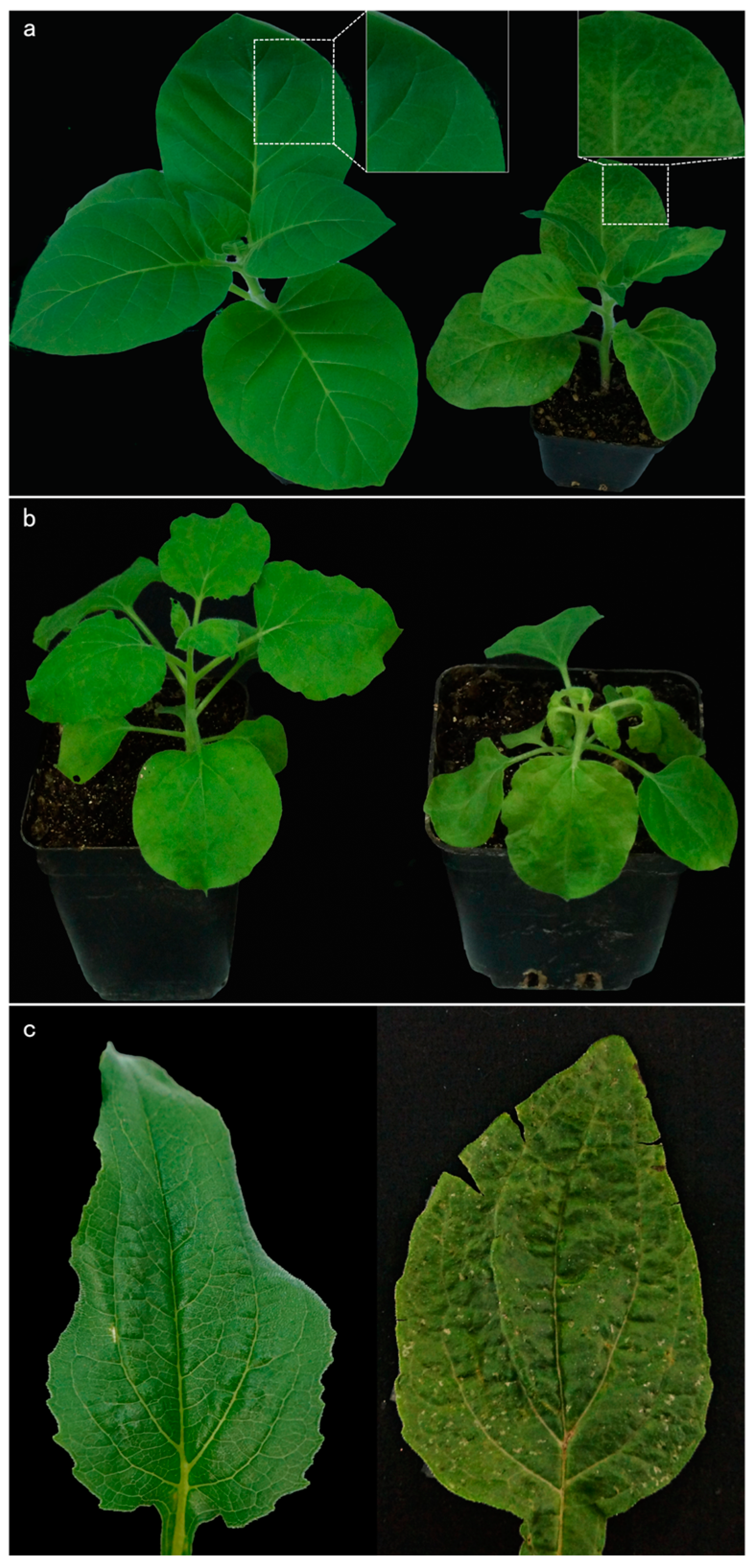 Agronomy 14 01709 g003