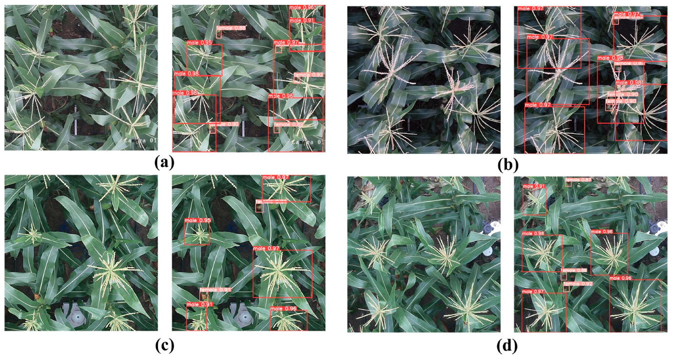 Agronomy 14 01723 g007