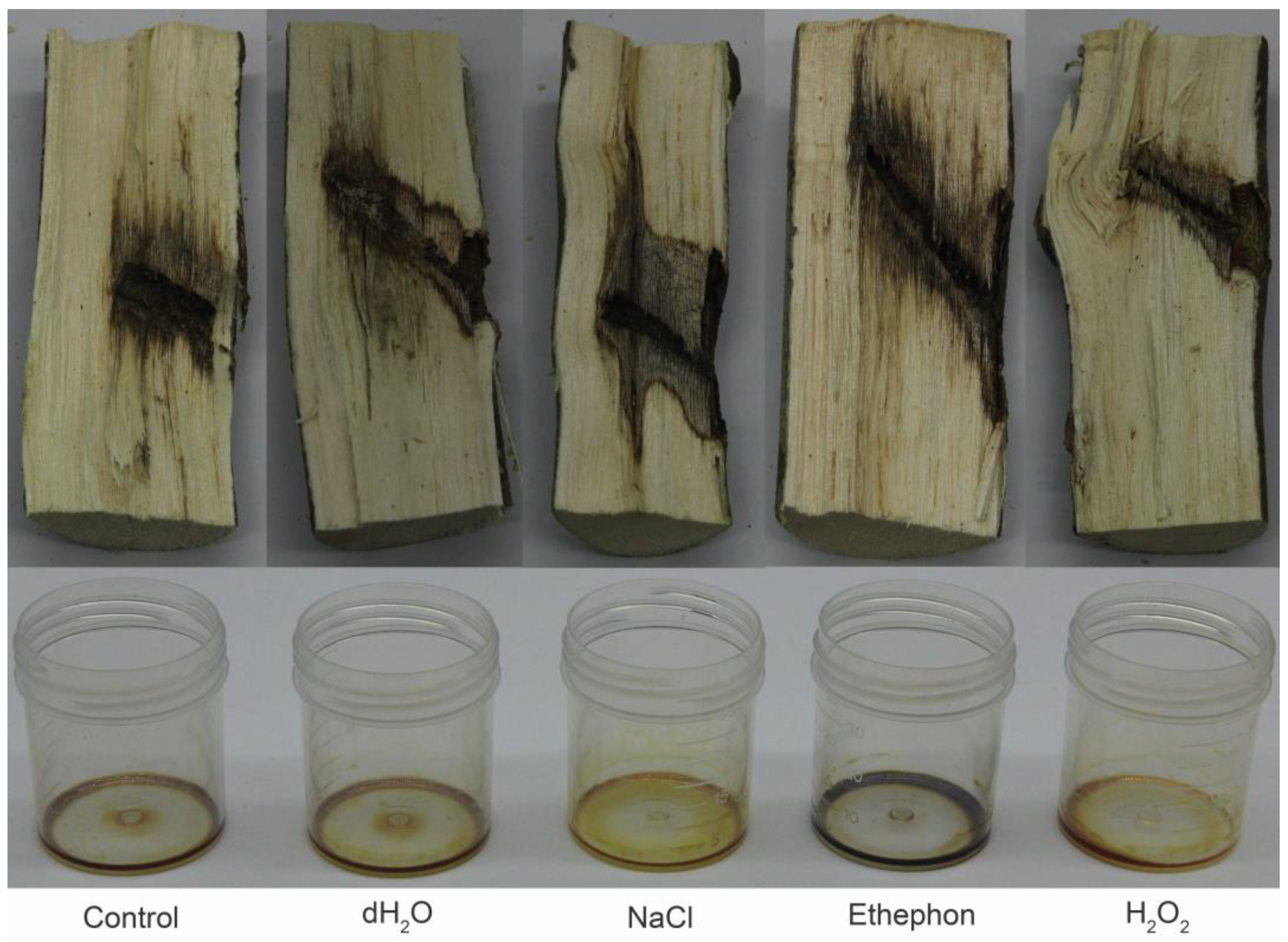 Agronomy 14 01727 g002