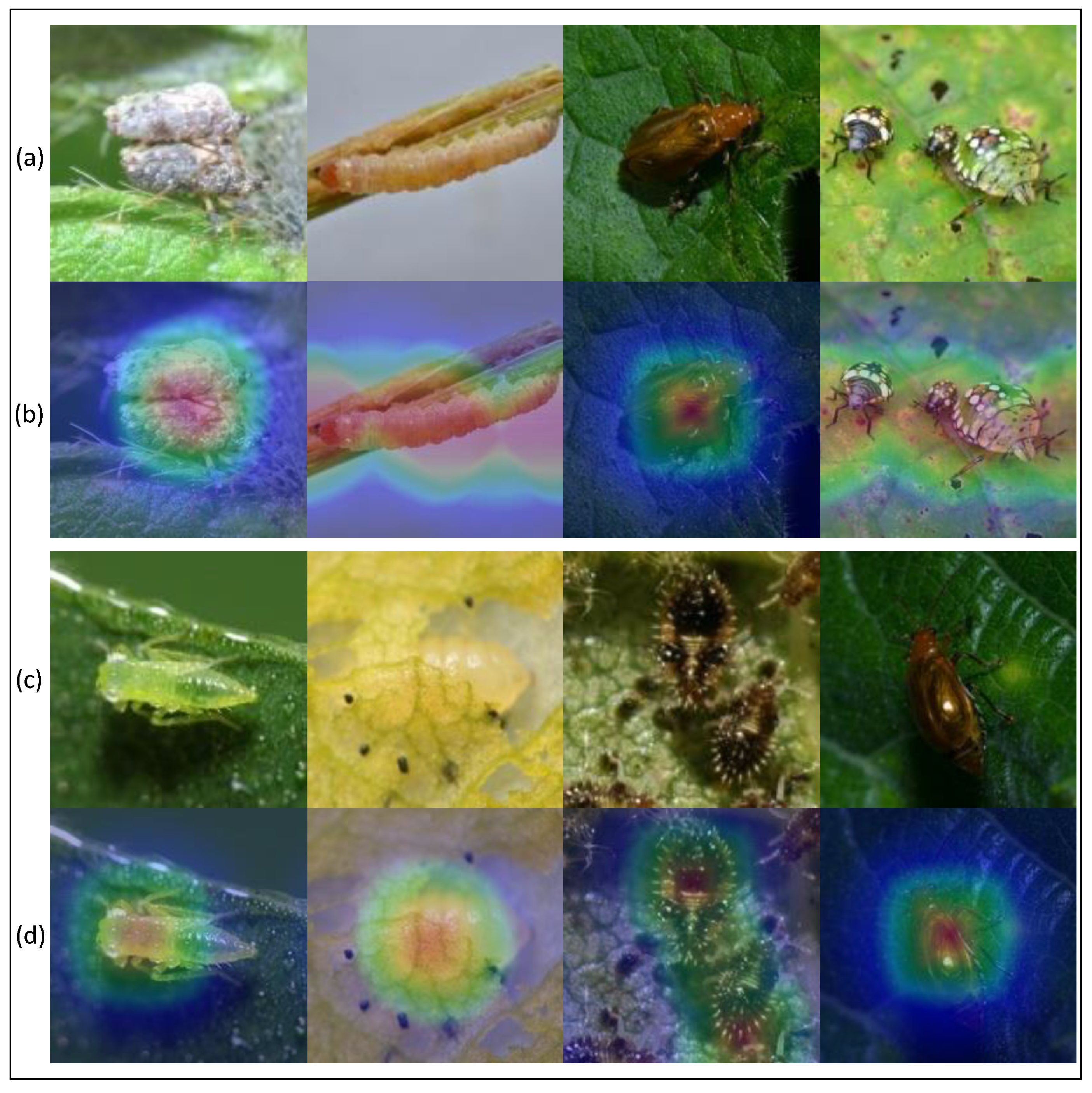 Agronomy 14 01729 g005