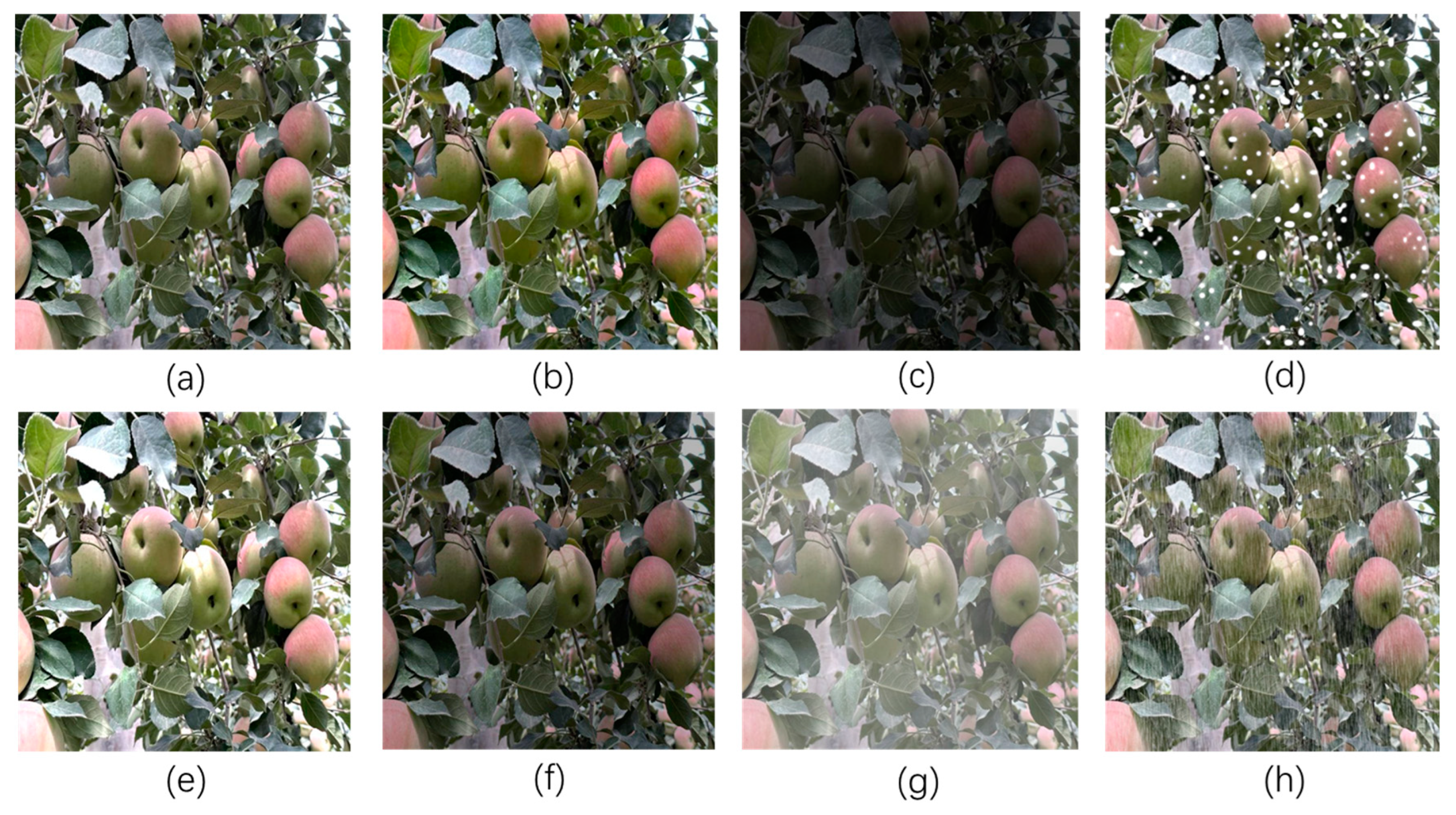 Agronomy 14 01733 g002