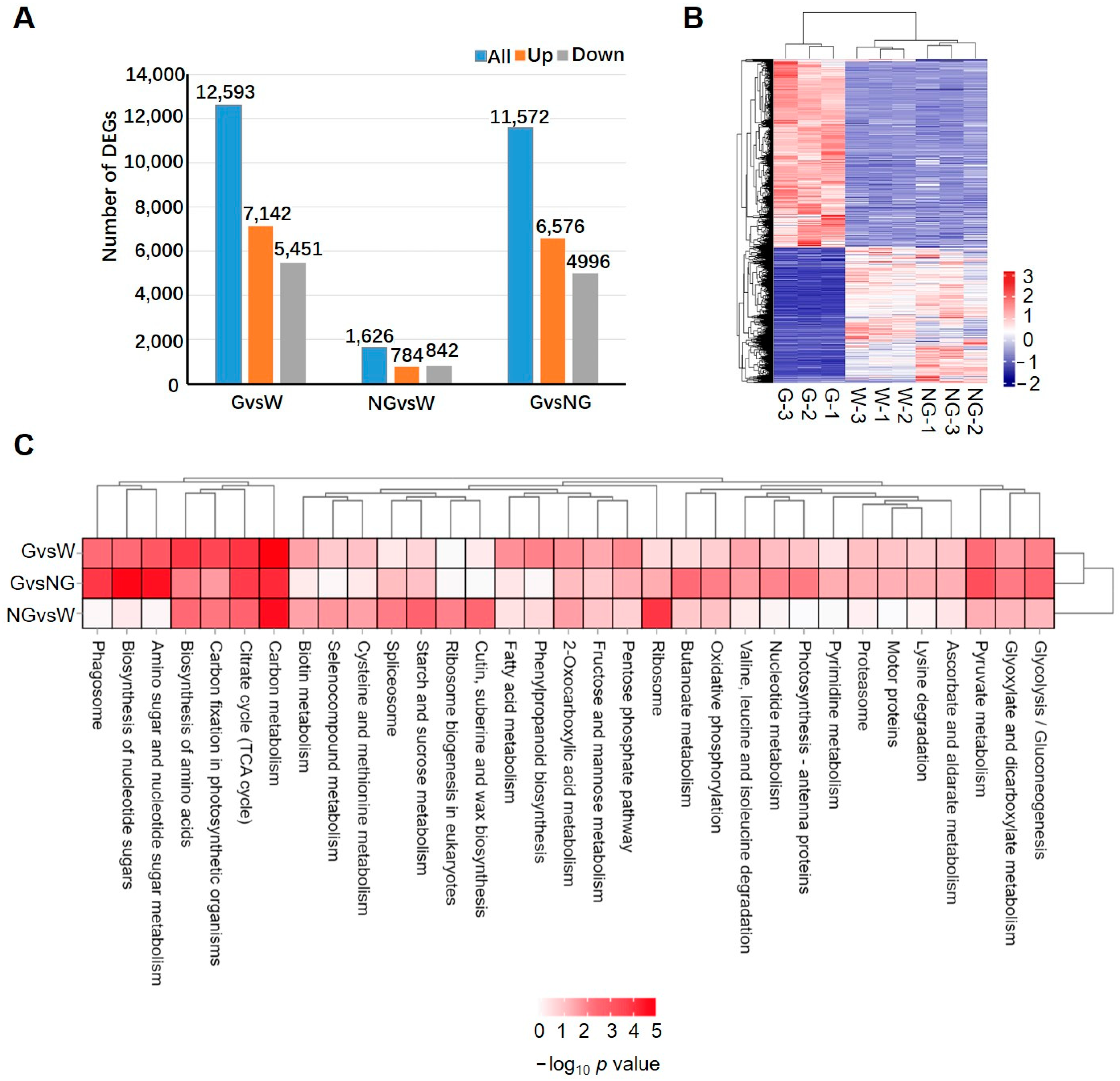 Agronomy 14 01736 g002