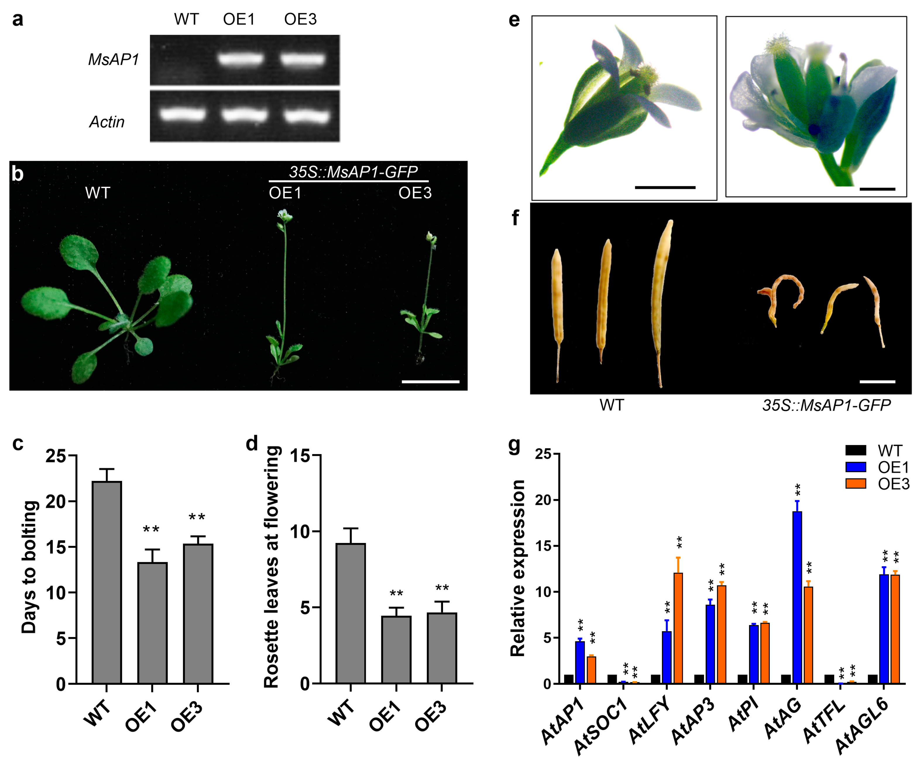 Agronomy 14 01741 g005