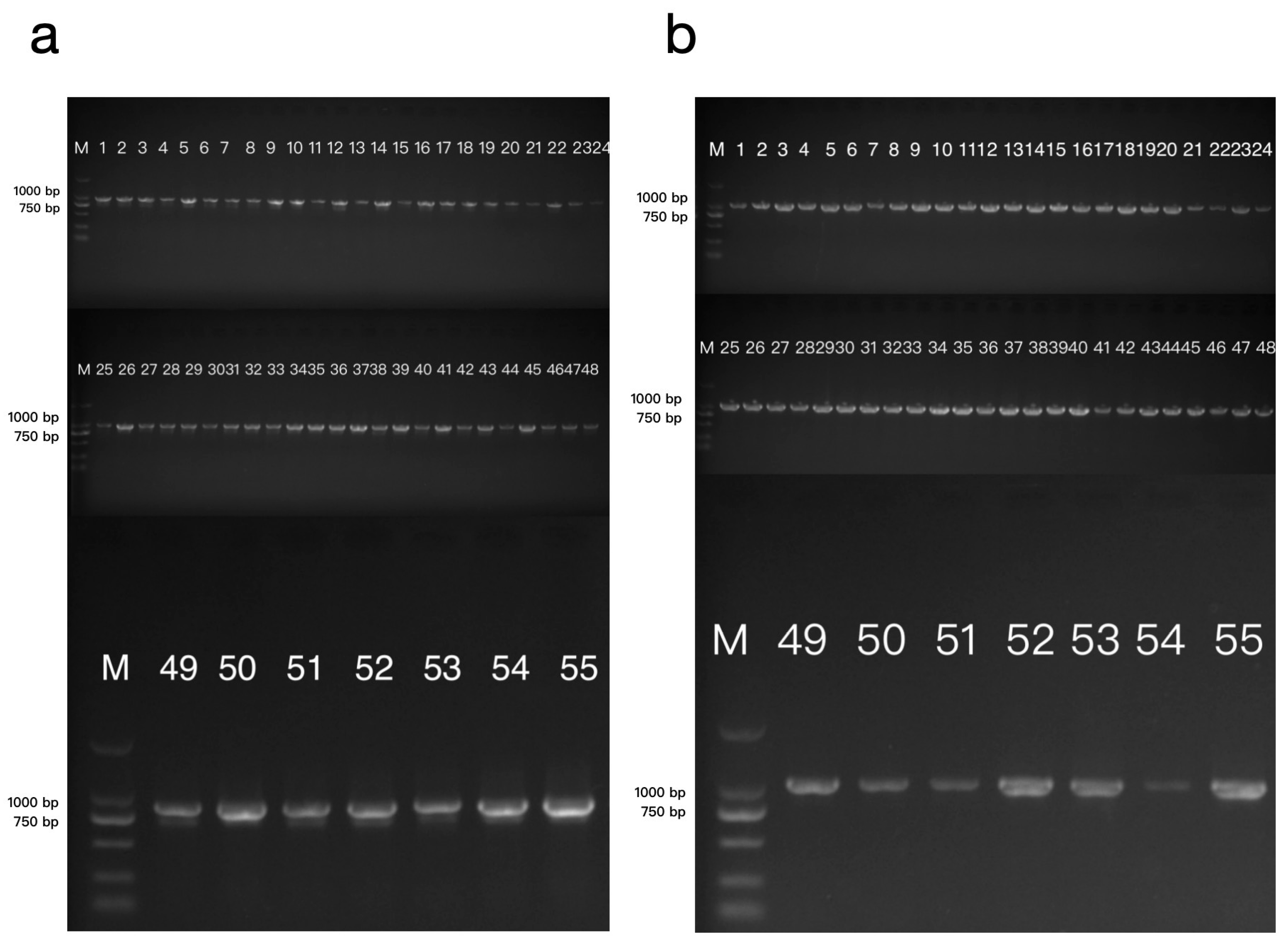 Agronomy 14 01746 g001