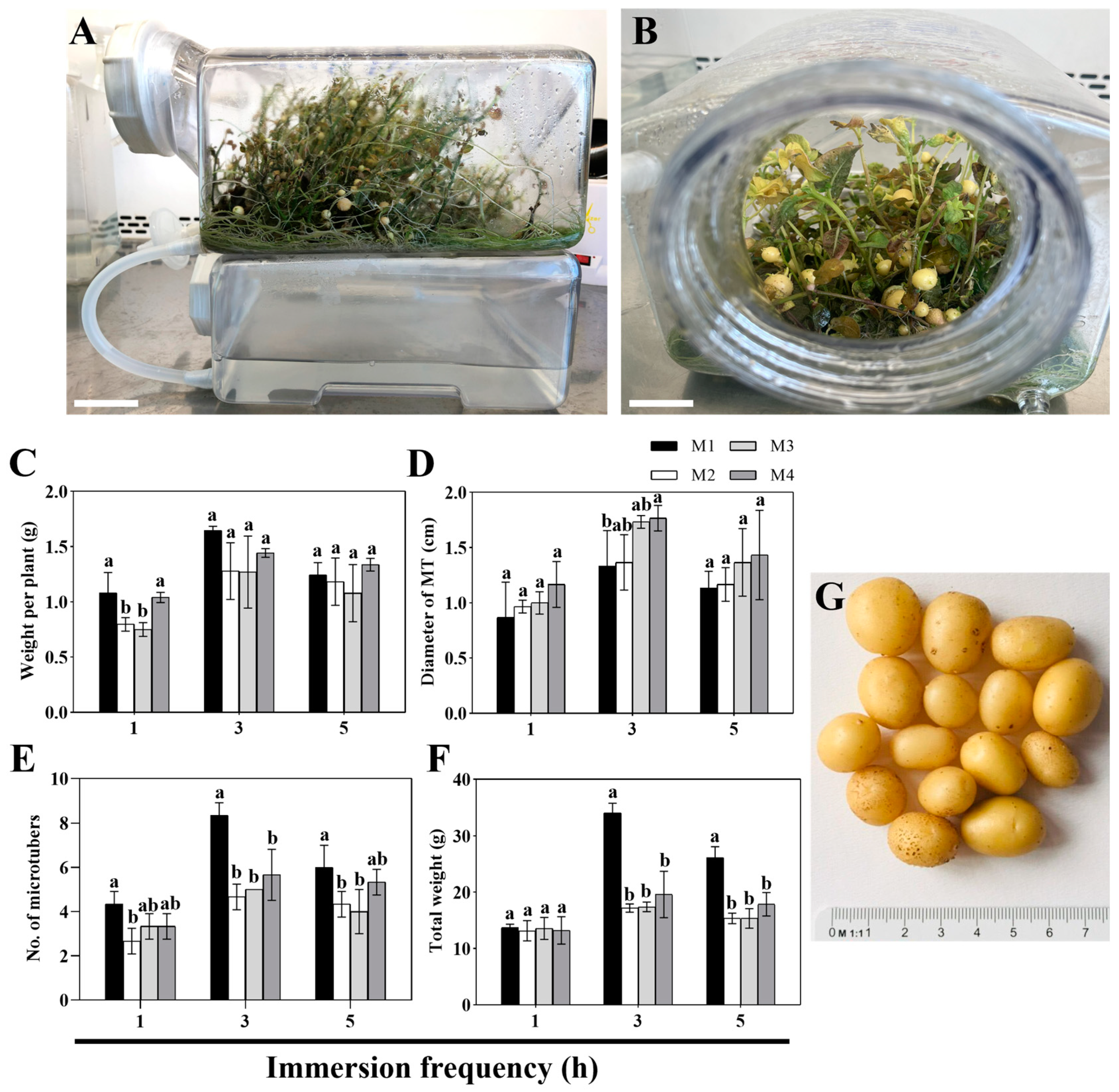 Agronomy 14 01782 g004 Agronomy 14 01782 g004