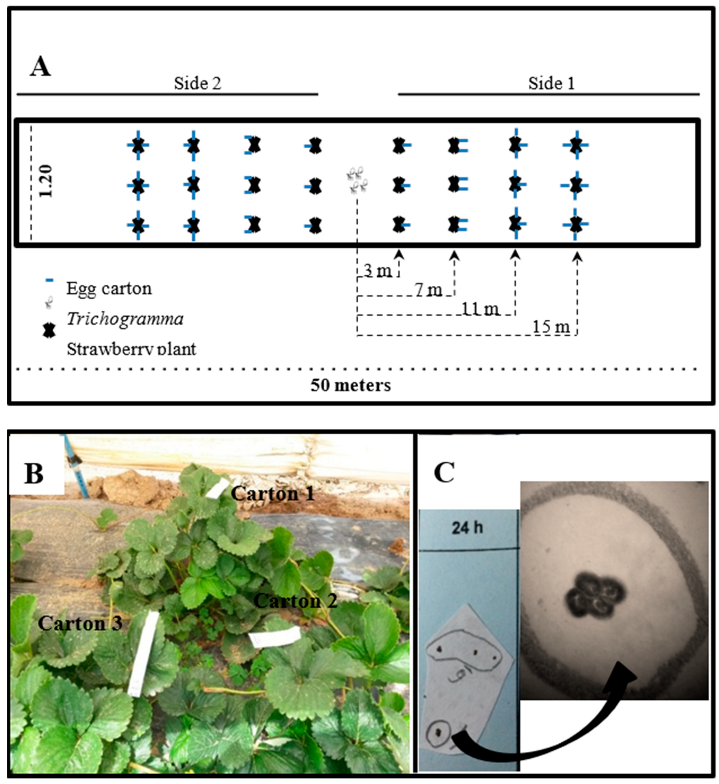 Agronomy 14 01813 g001