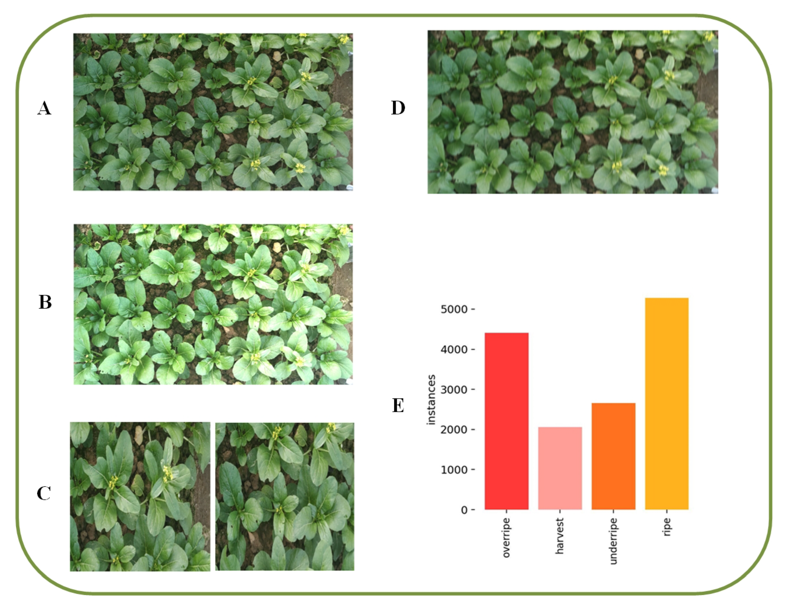Agronomy 14 01835 g003