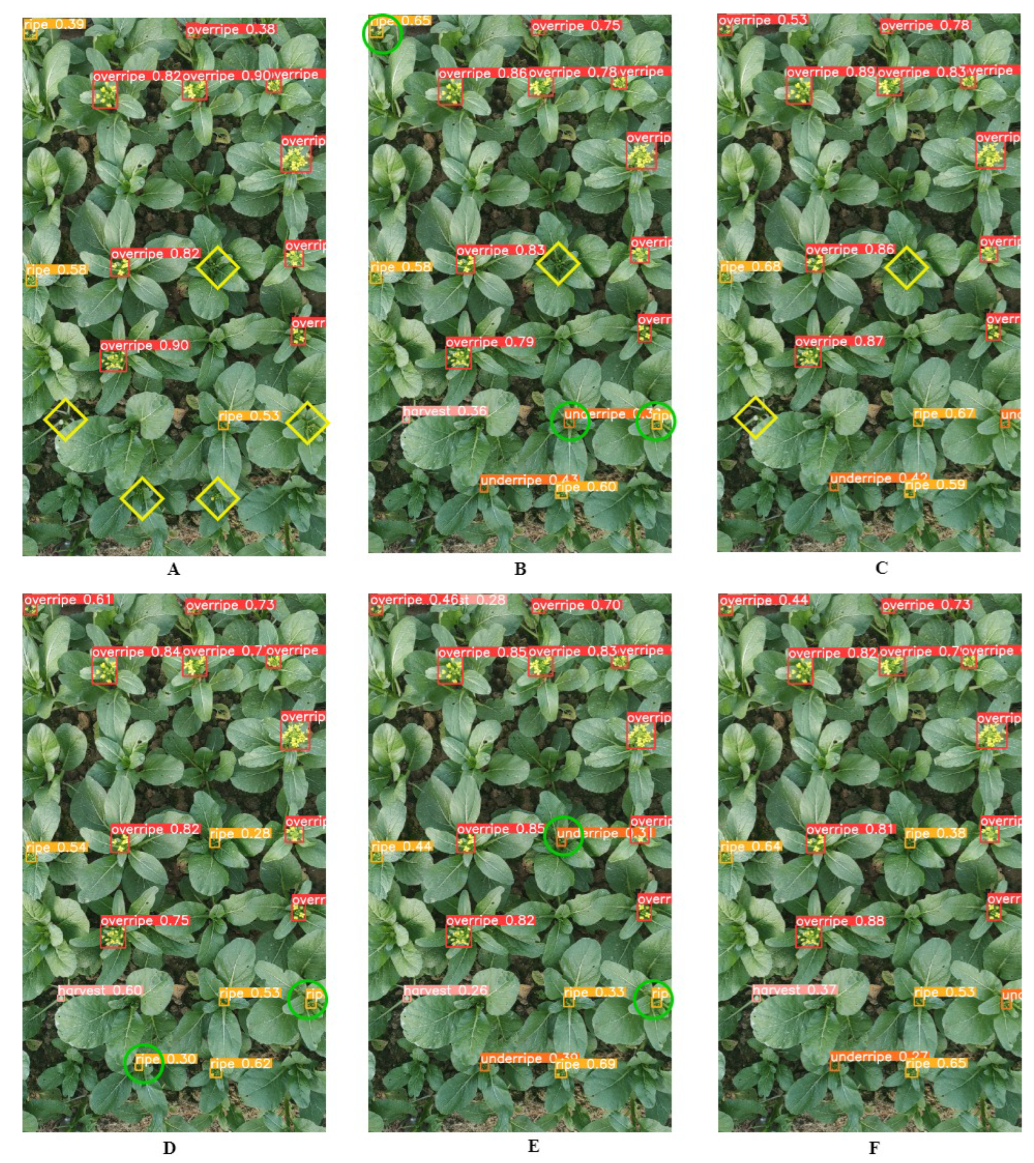 Agronomy 14 01835 g013