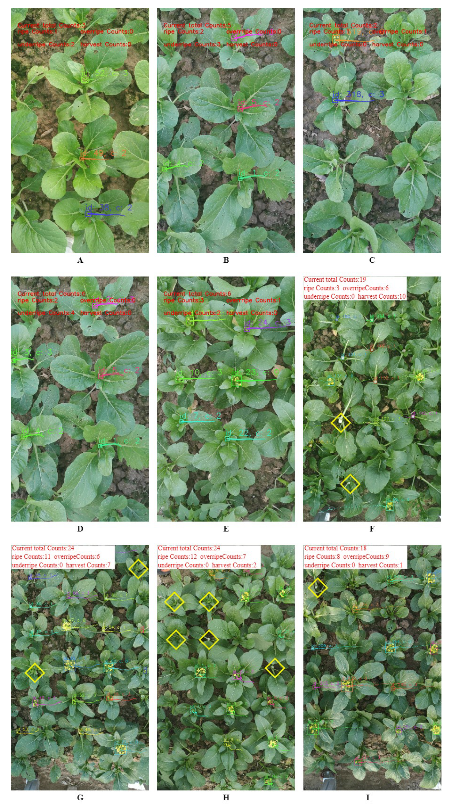 Agronomy 14 01835 g015