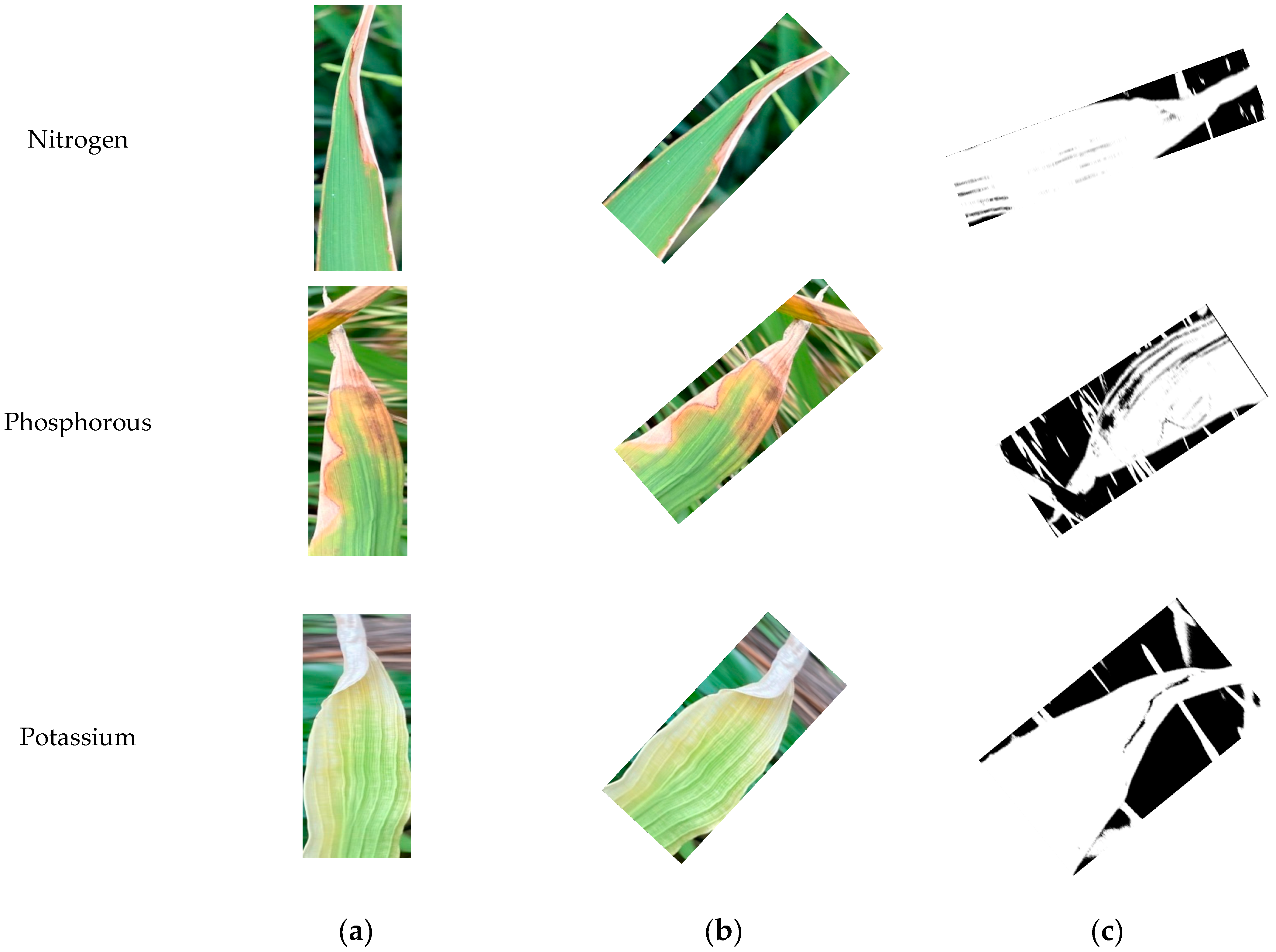 Agronomy 14 01851 g004