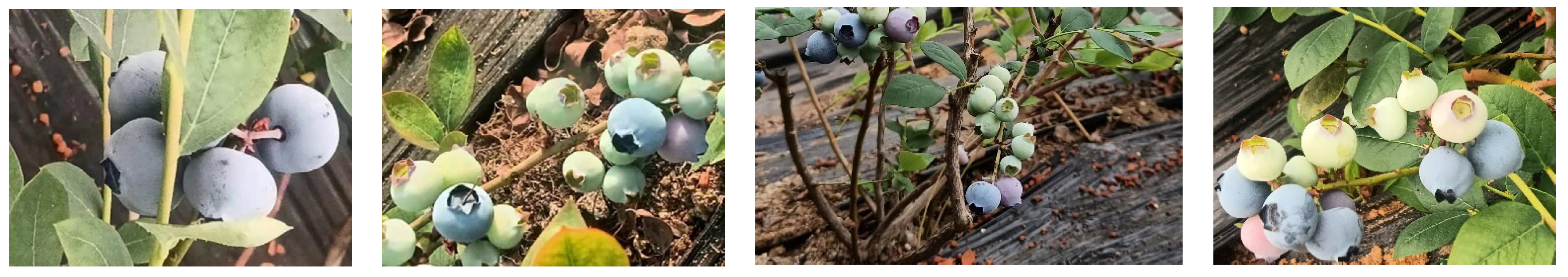 Agronomy 14 01860 g001