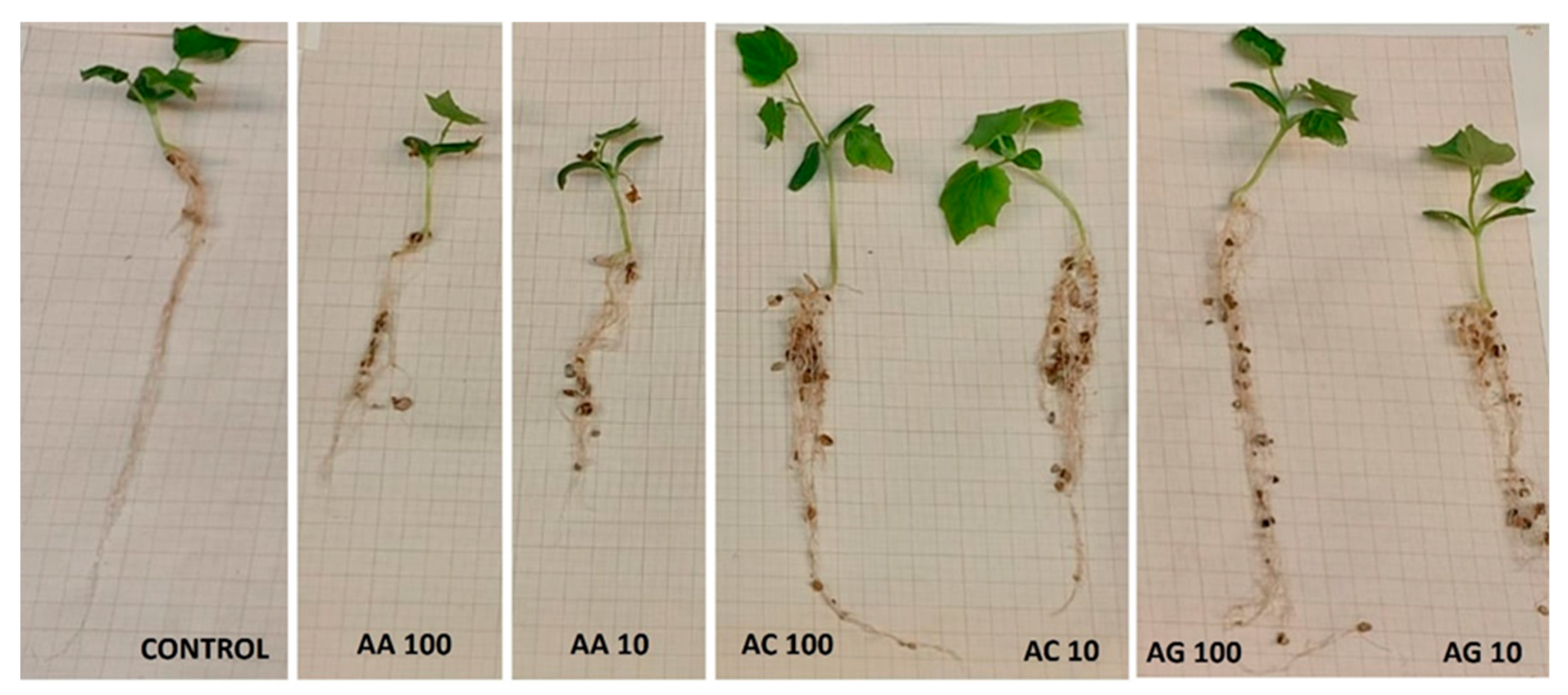 Agronomy 14 01866 g004
