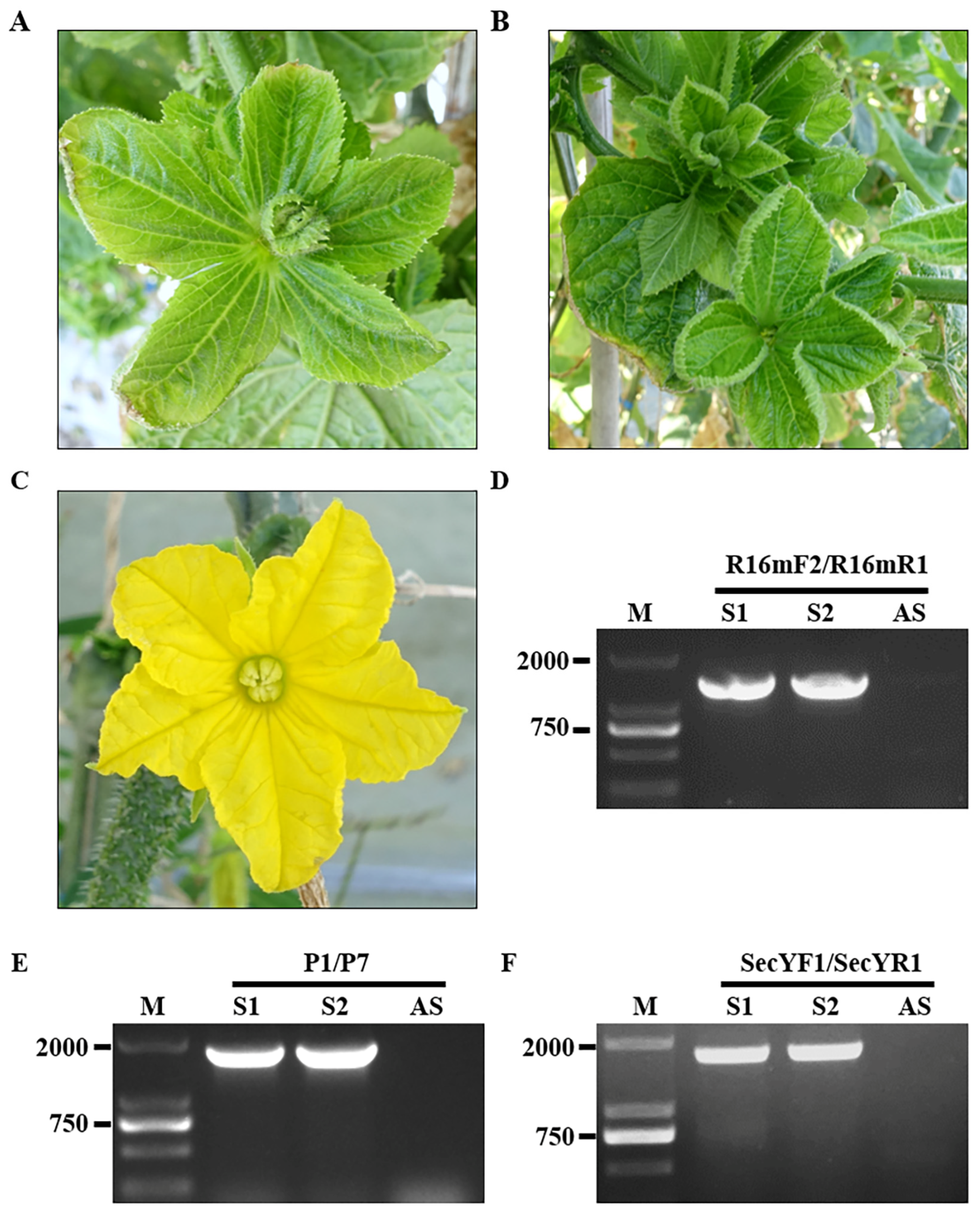 Agronomy 14 01873 g001