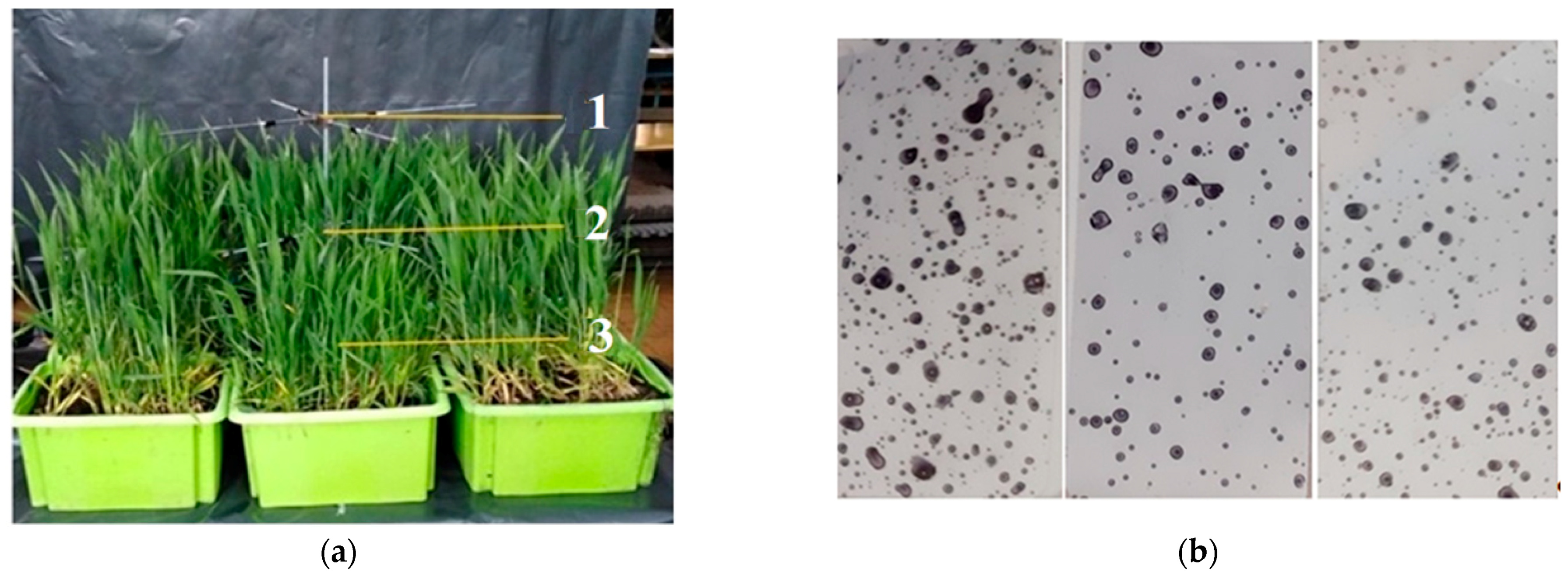 Agronomy 14 01894 g003