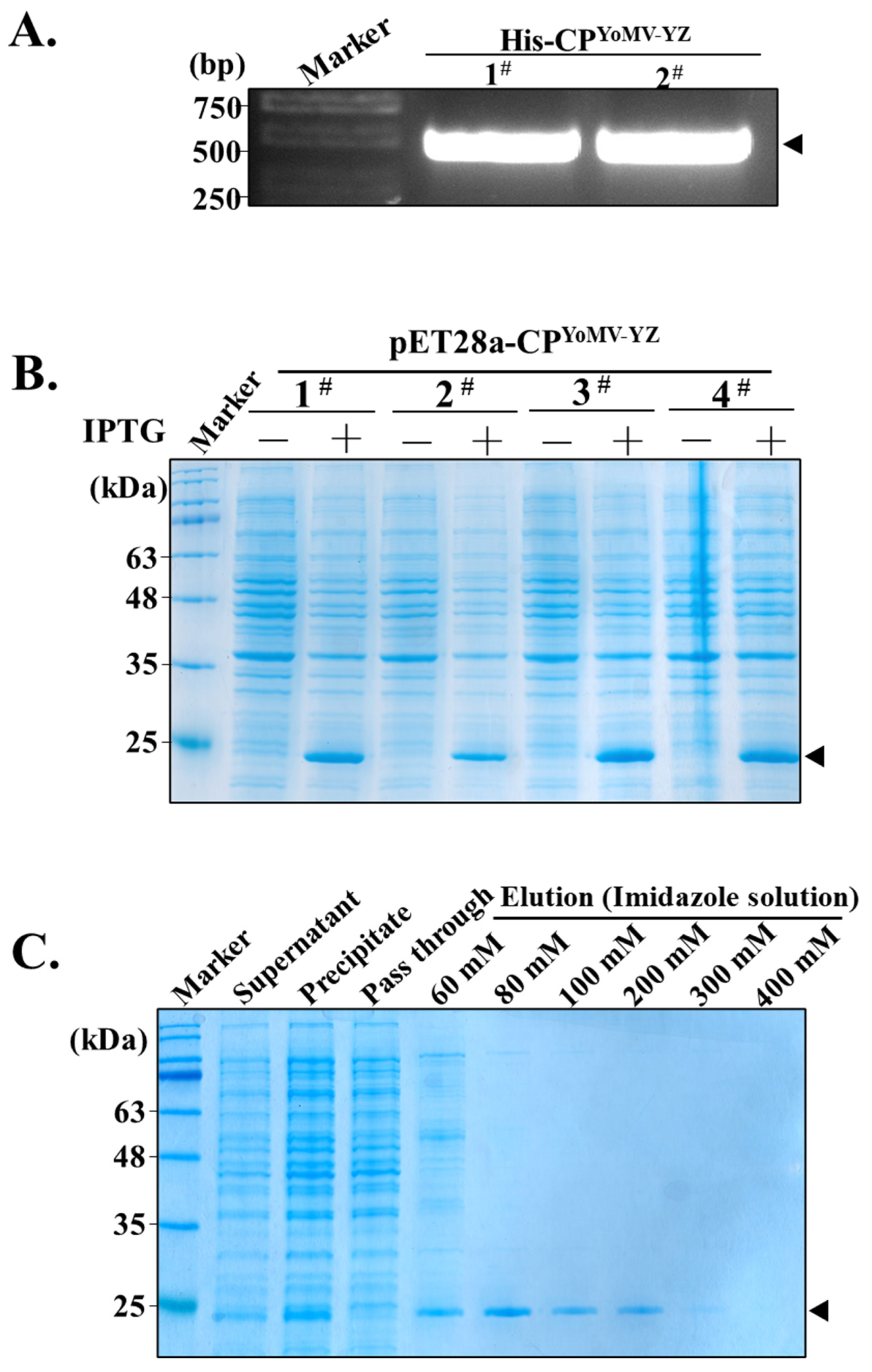 Agronomy 14 01900 g001 Agronomy 14 01900 g001