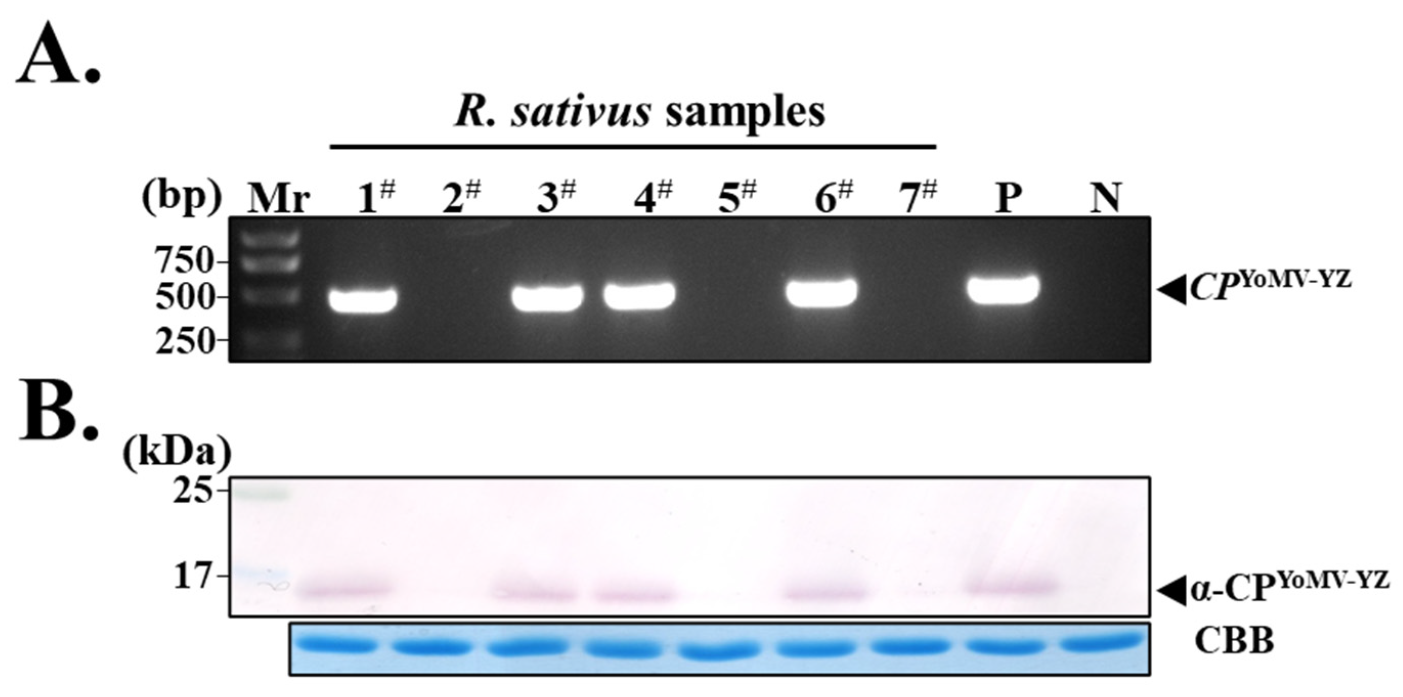 Agronomy 14 01900 g004 Agronomy 14 01900 g004