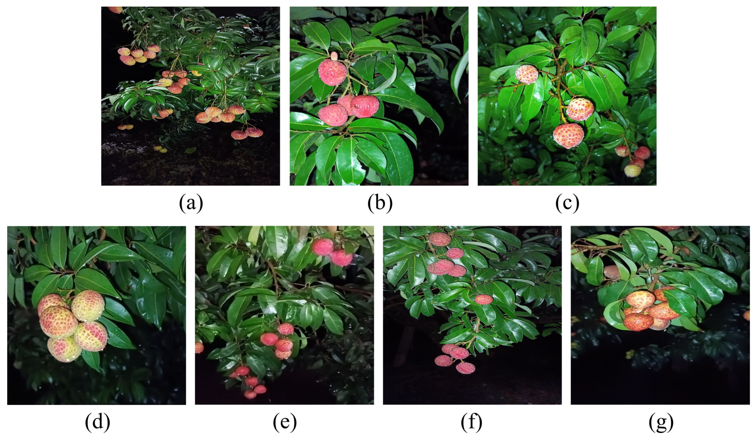 Agronomy 14 01924 g002