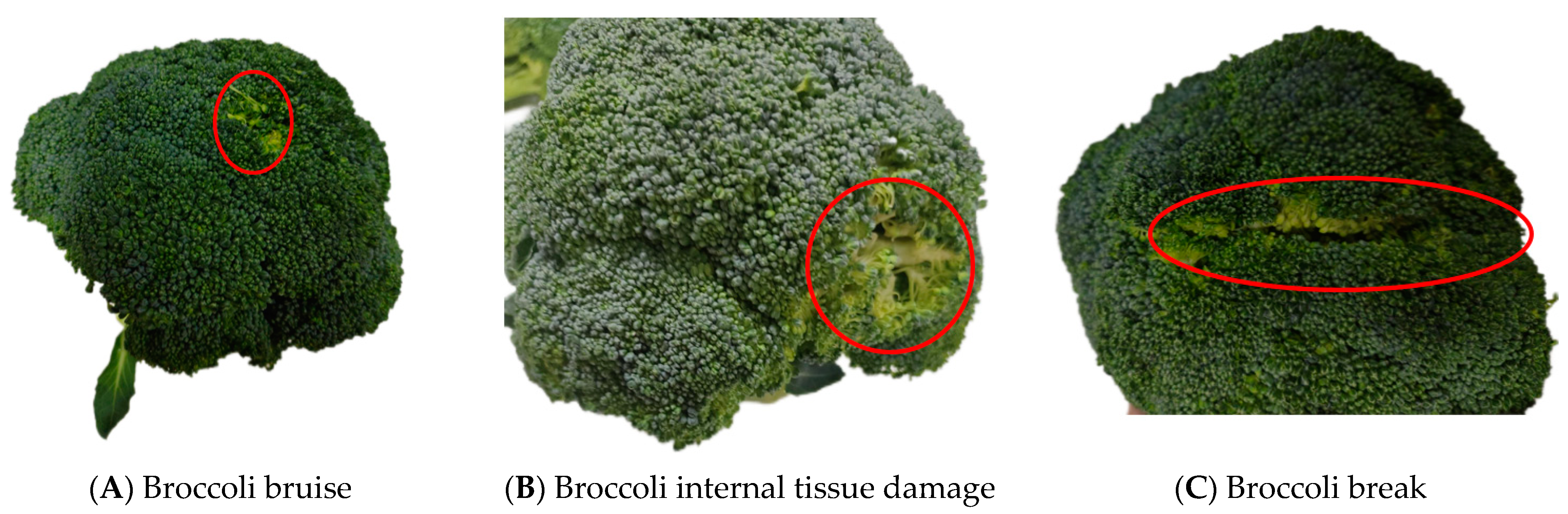 Agronomy 14 01925 g005