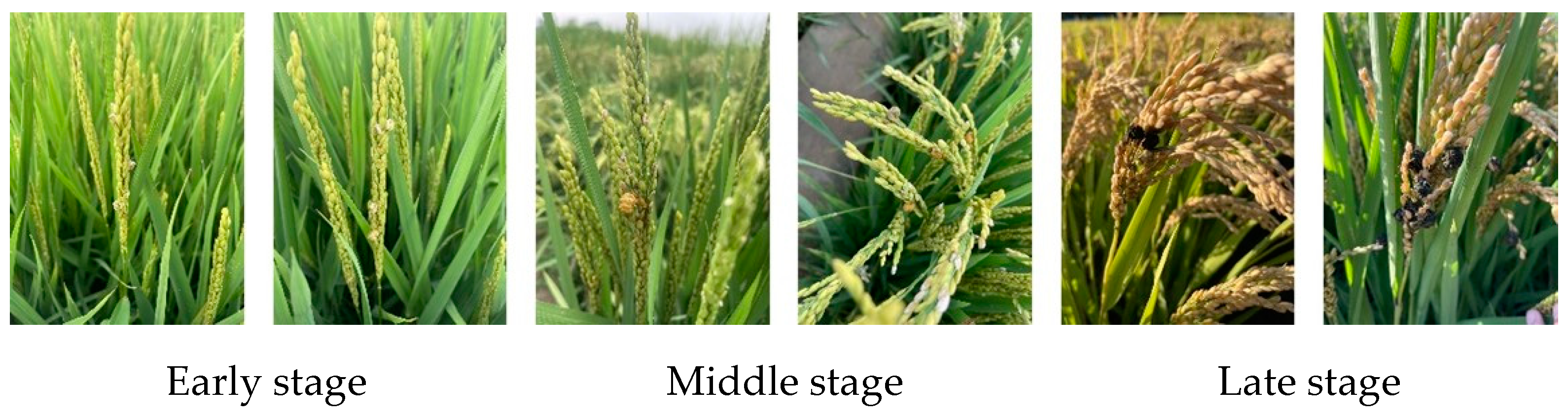 Agronomy 14 01934 g002