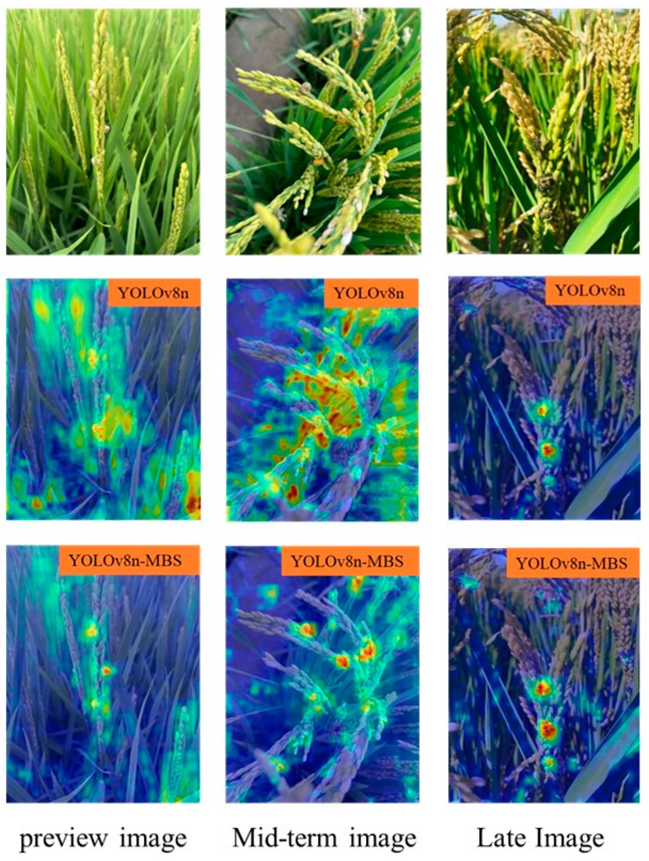 Agronomy 14 01934 g011