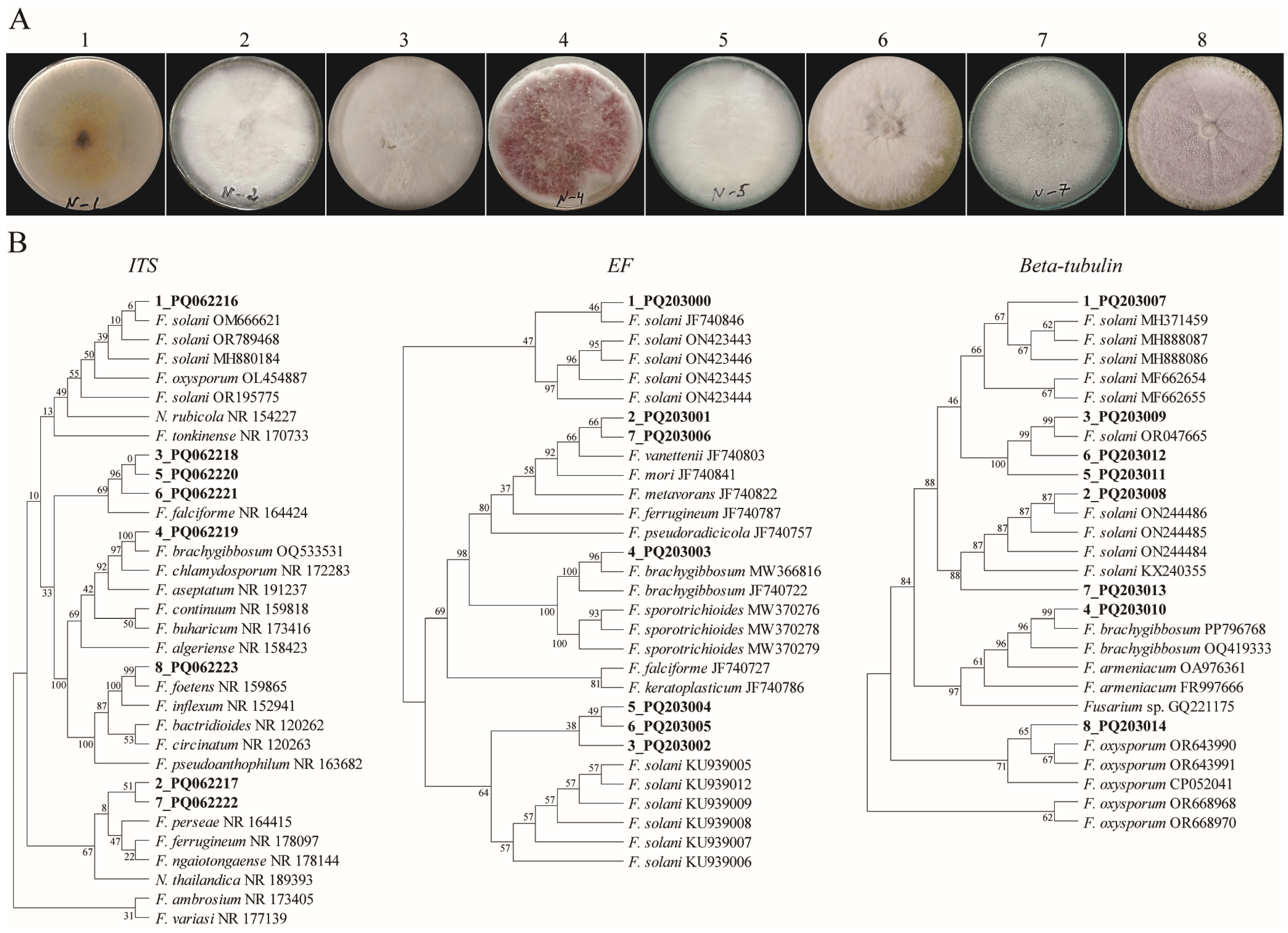 Agronomy 14 01943 g001