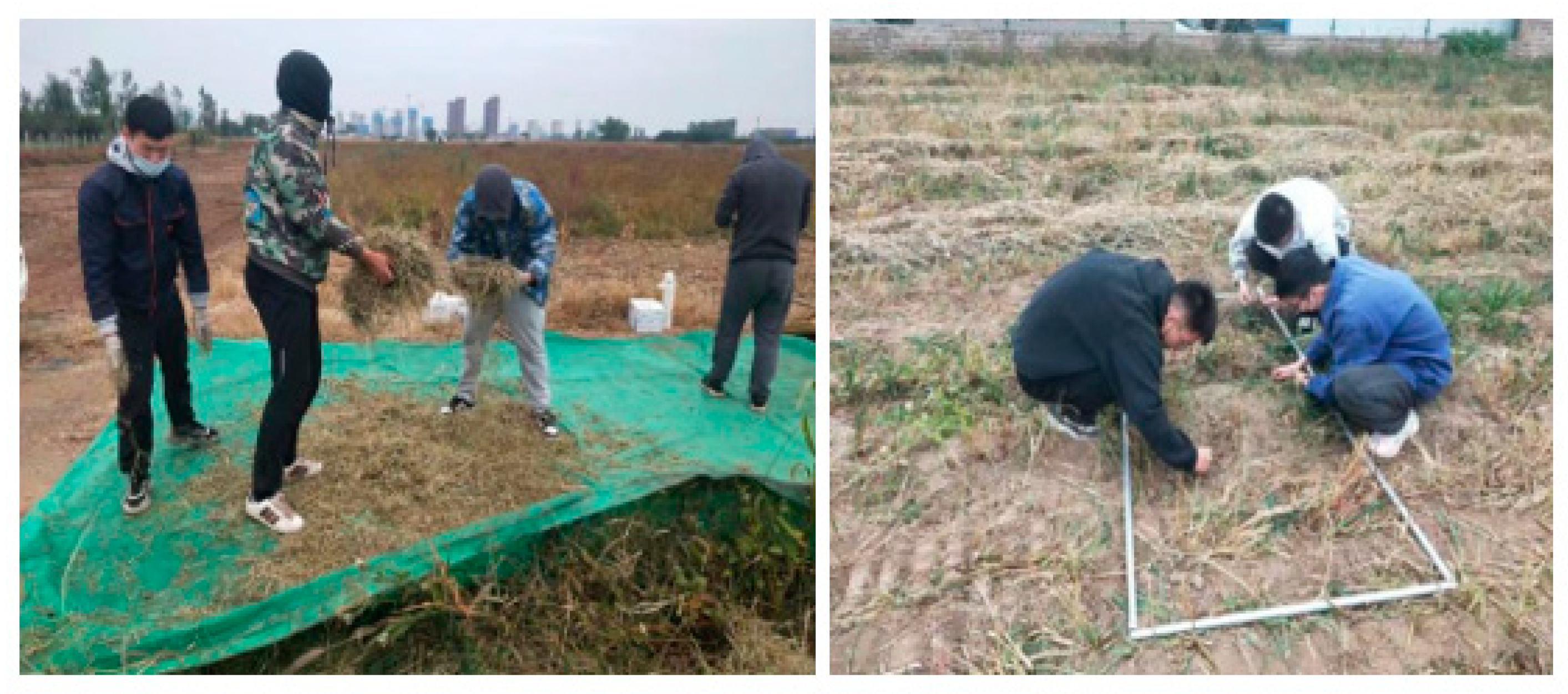 Agronomy 14 01944 g011