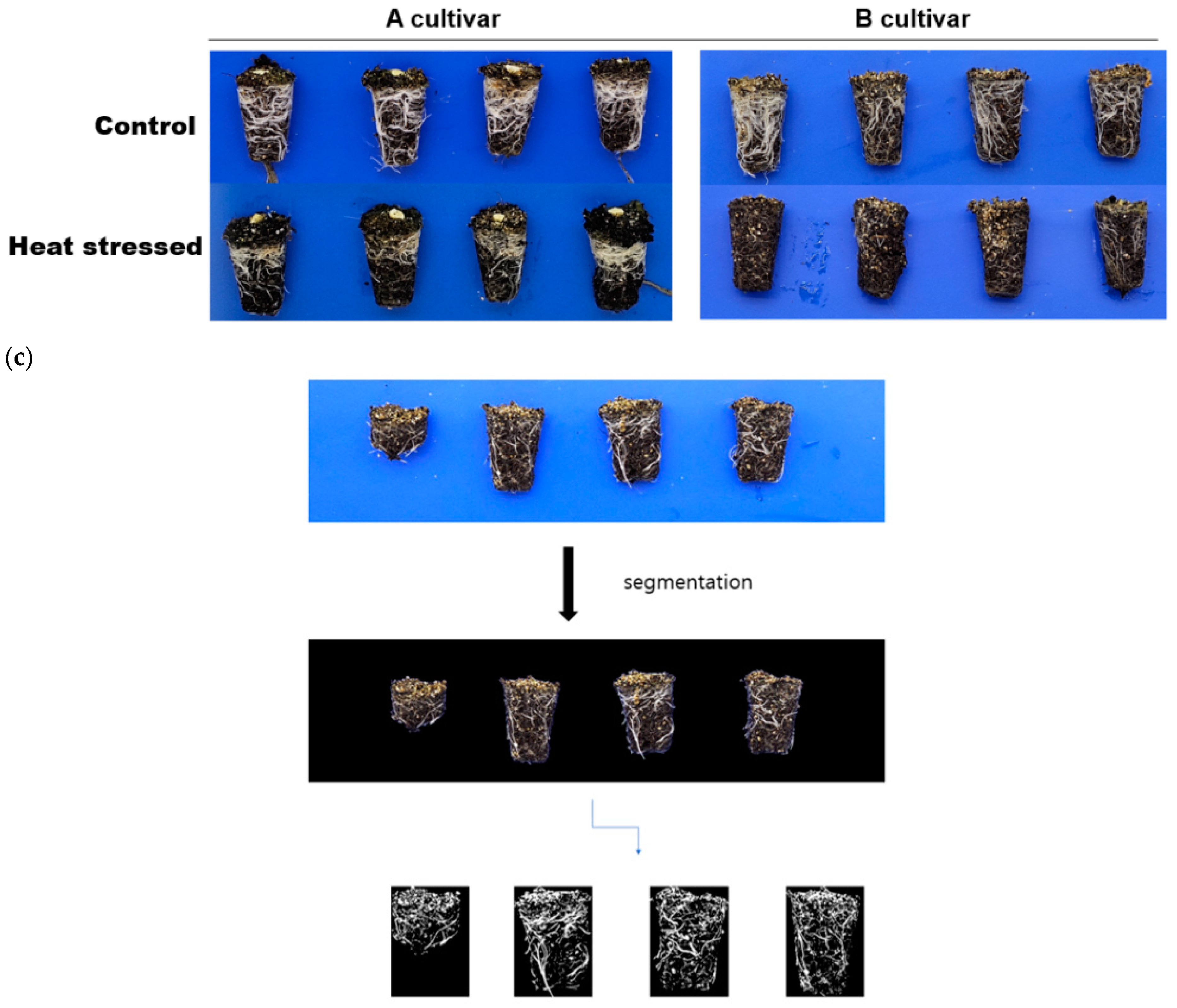 Agronomy 14 01960 g002b