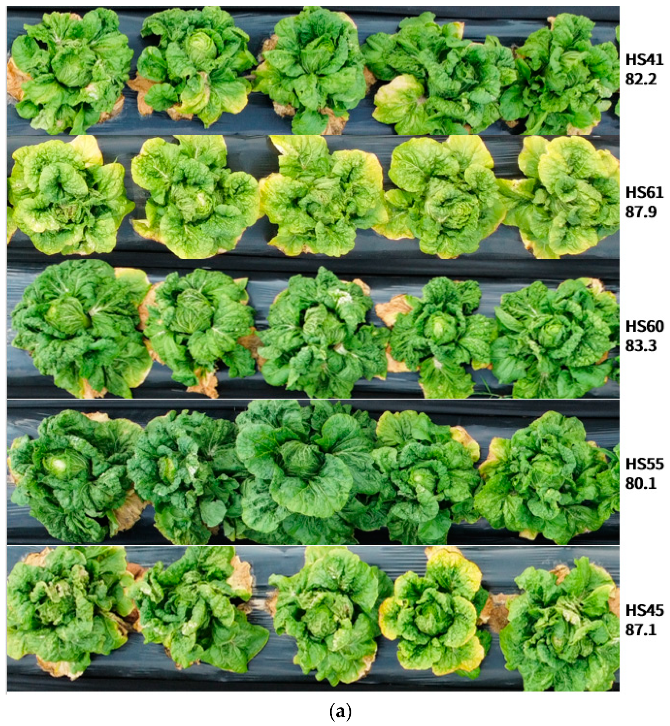 Agronomy 14 01960 g004a