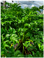 Agronomy 14 01981 i001