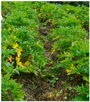 Agronomy 14 01981 i002