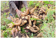 Agronomy 14 01981 i003