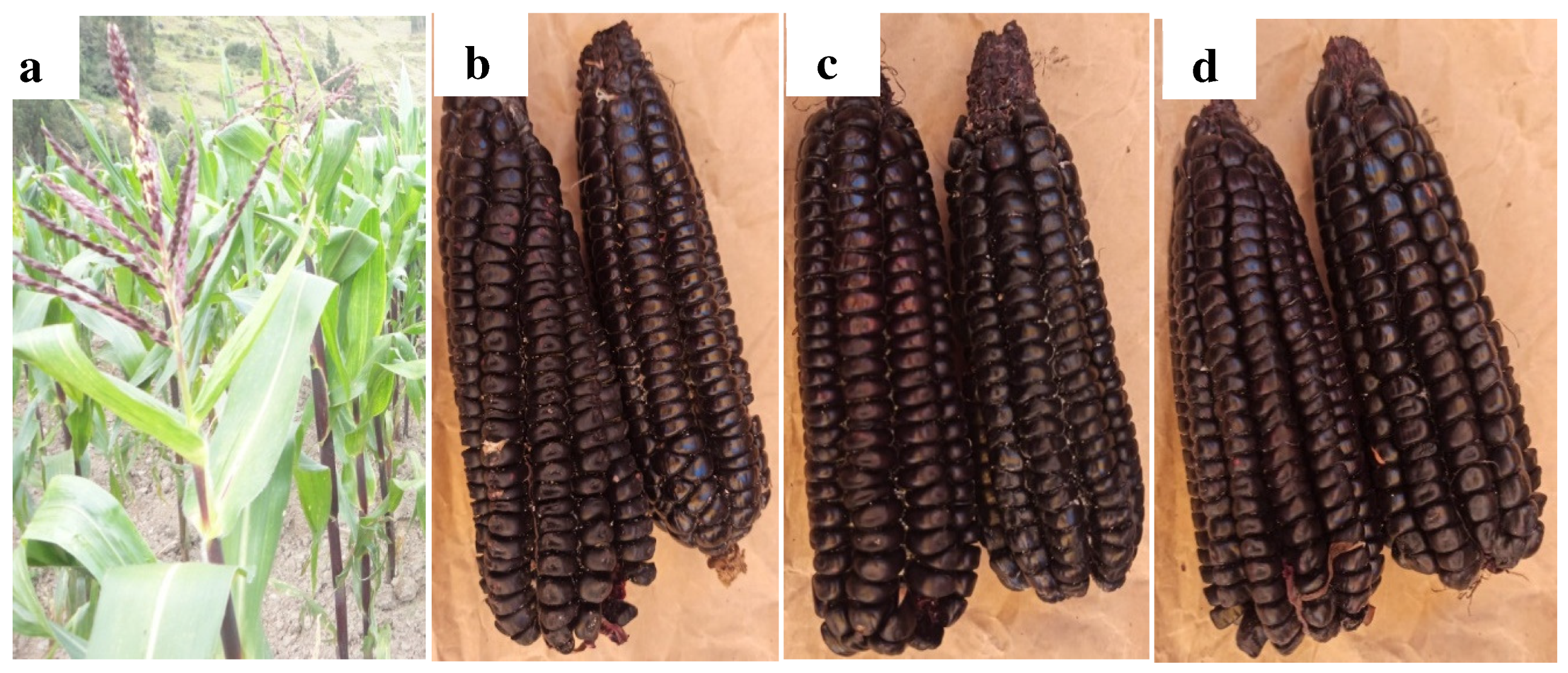 Agronomy 14 02021 g001