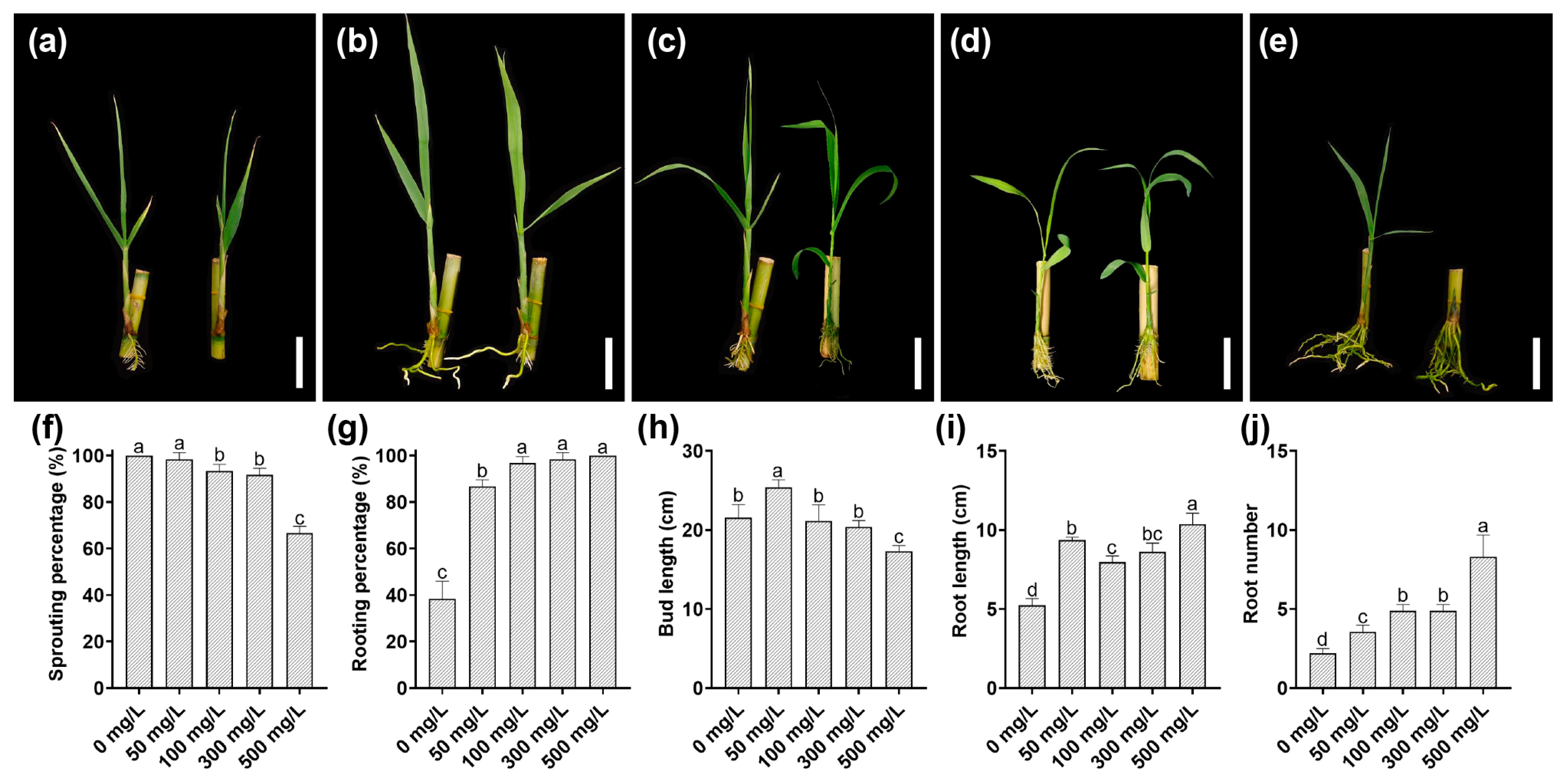 Agronomy 14 02047 g002