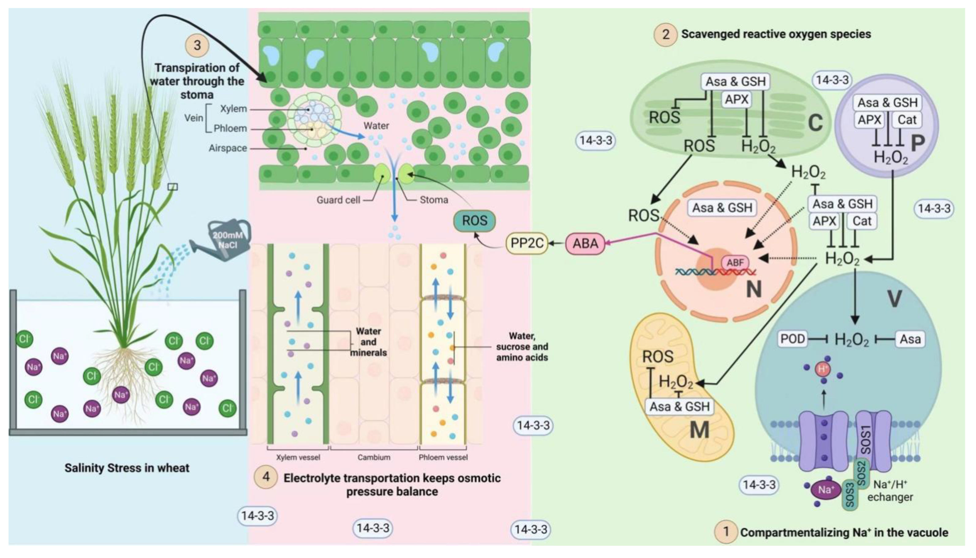 Agronomy 14 02095 g004