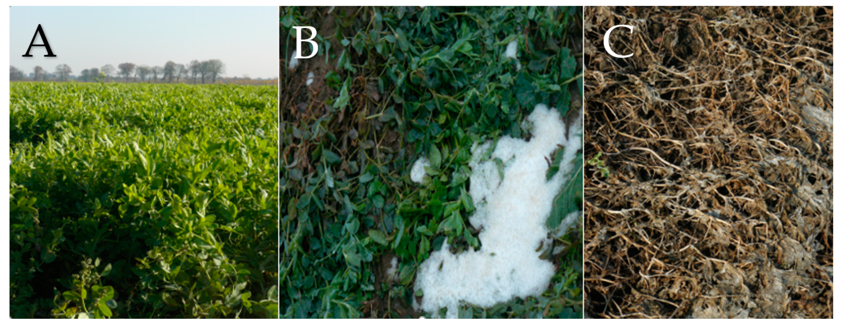 Agronomy 14 02104 g004