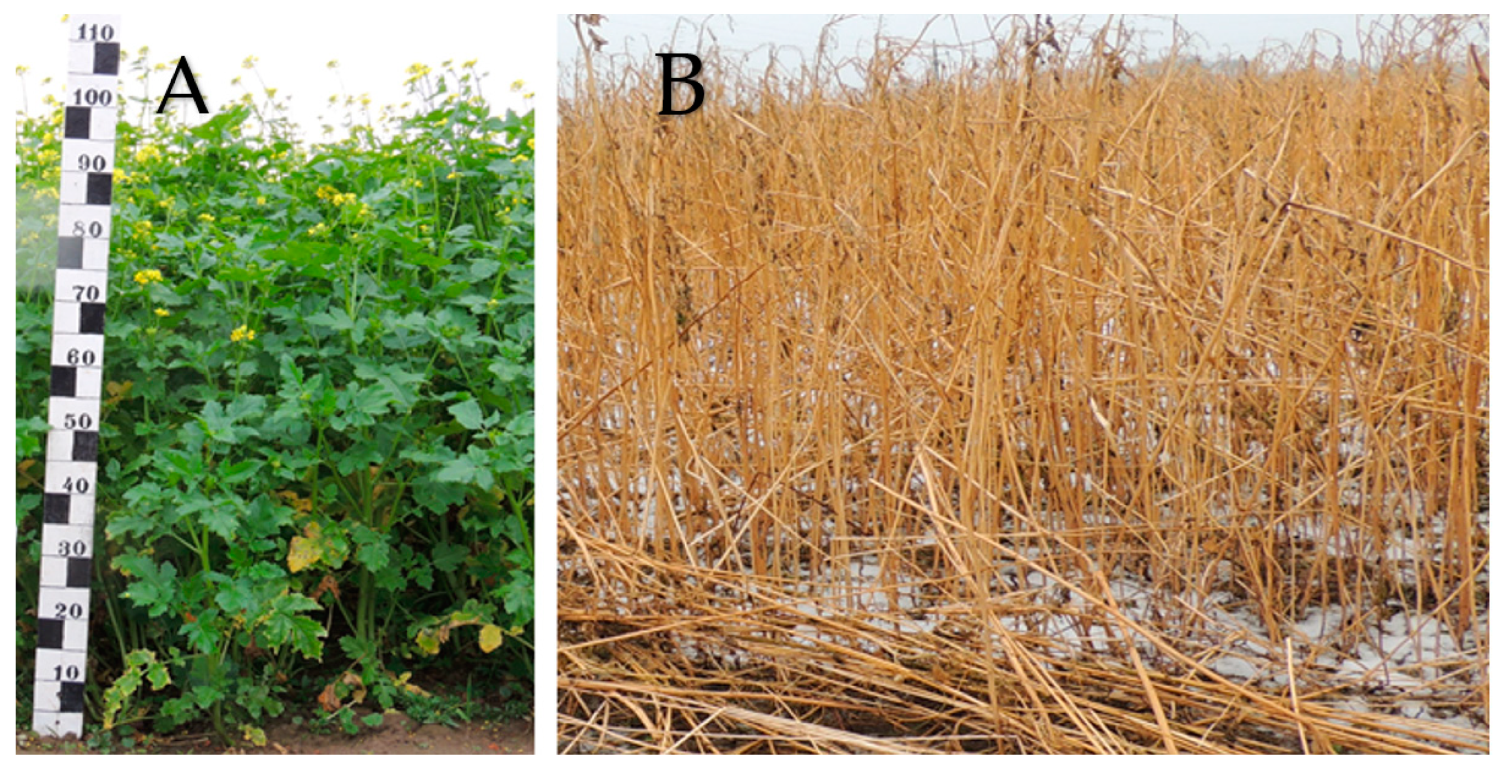 Agronomy 14 02104 g005