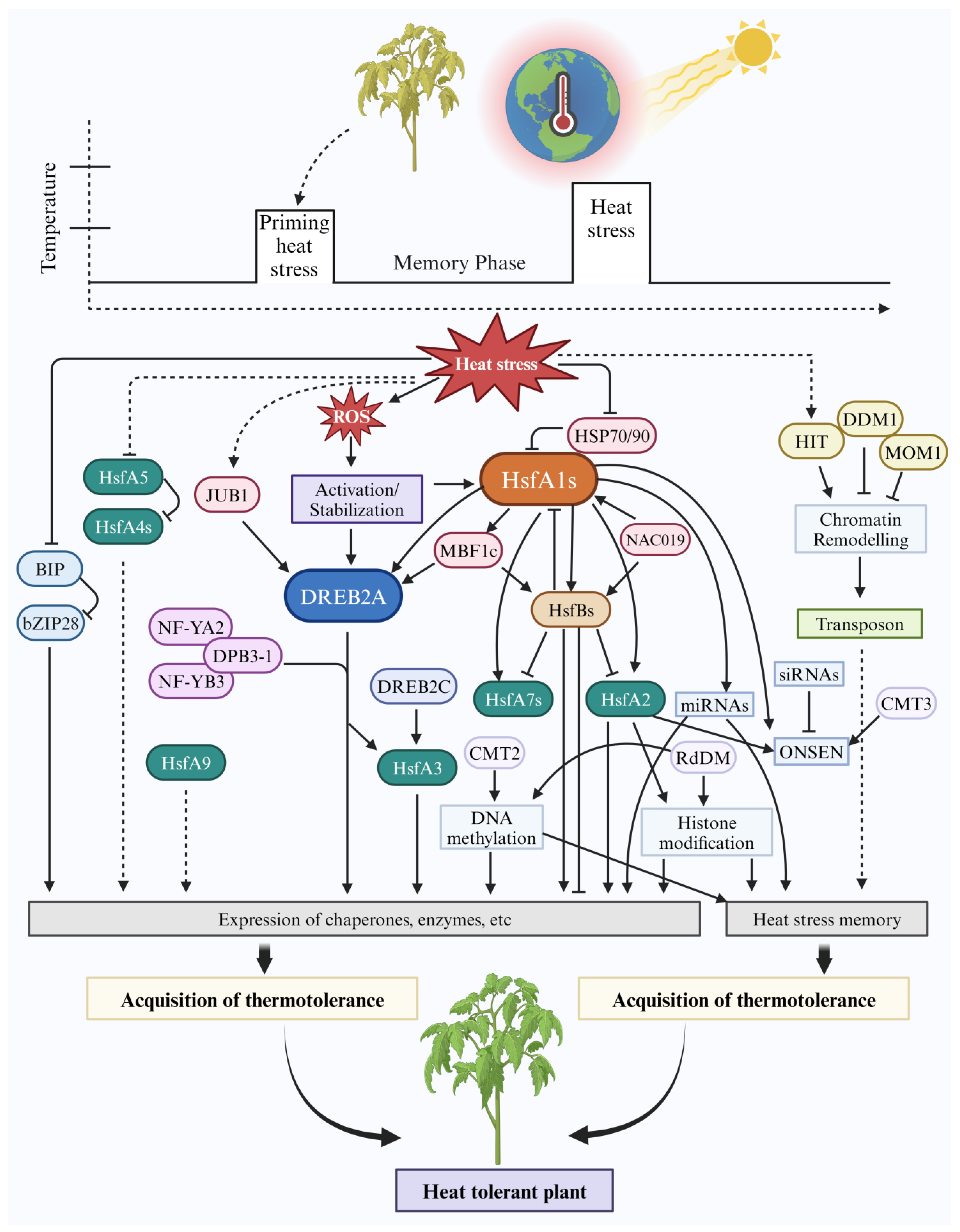 Epigenetic Regulation for Heat Stress Adaptation in Plants: New ...