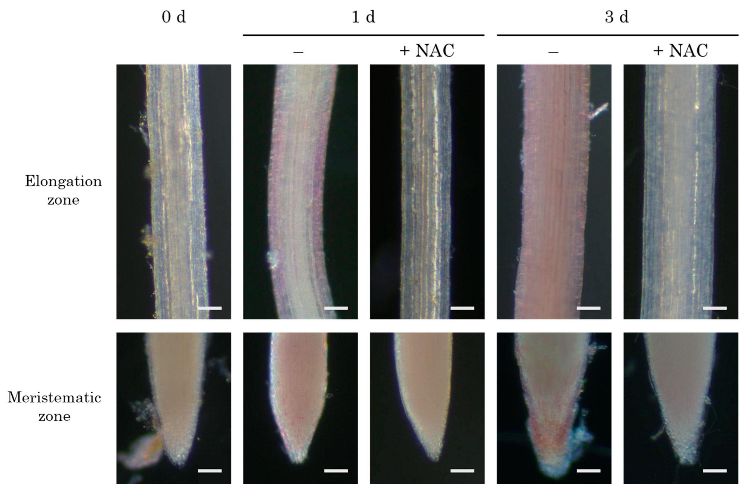 Agronomy 14 02112 g005