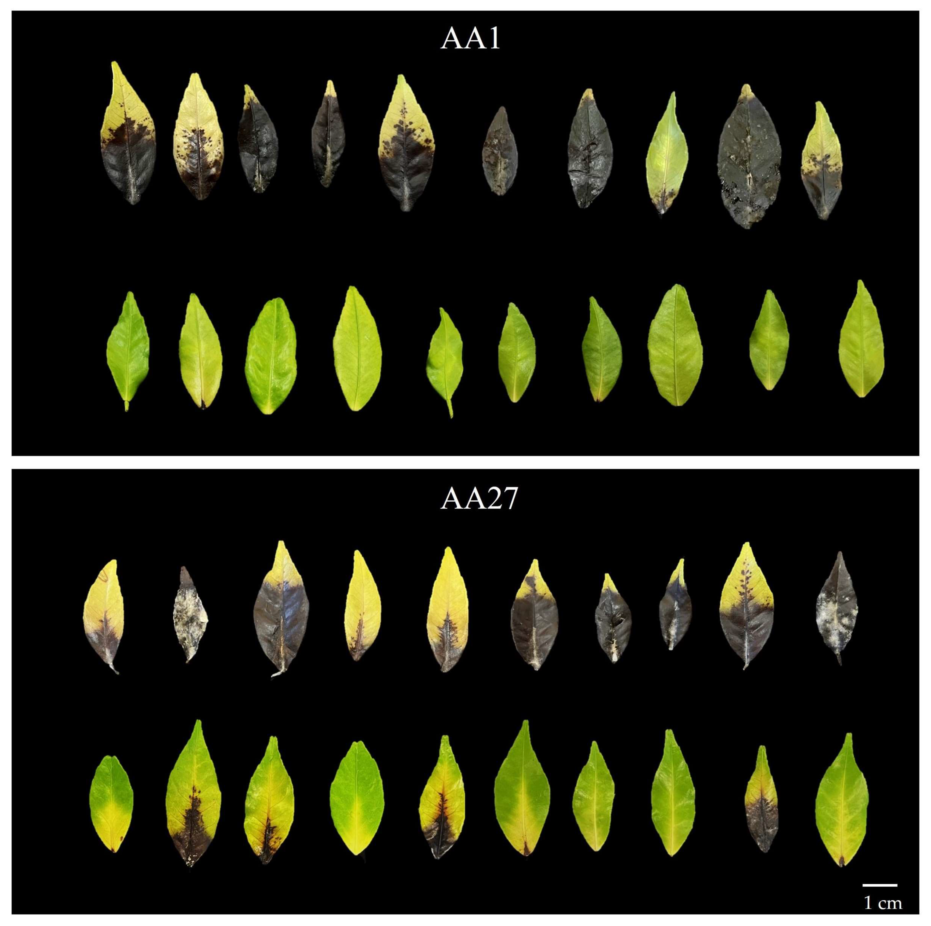 Agronomy 14 02116 g006