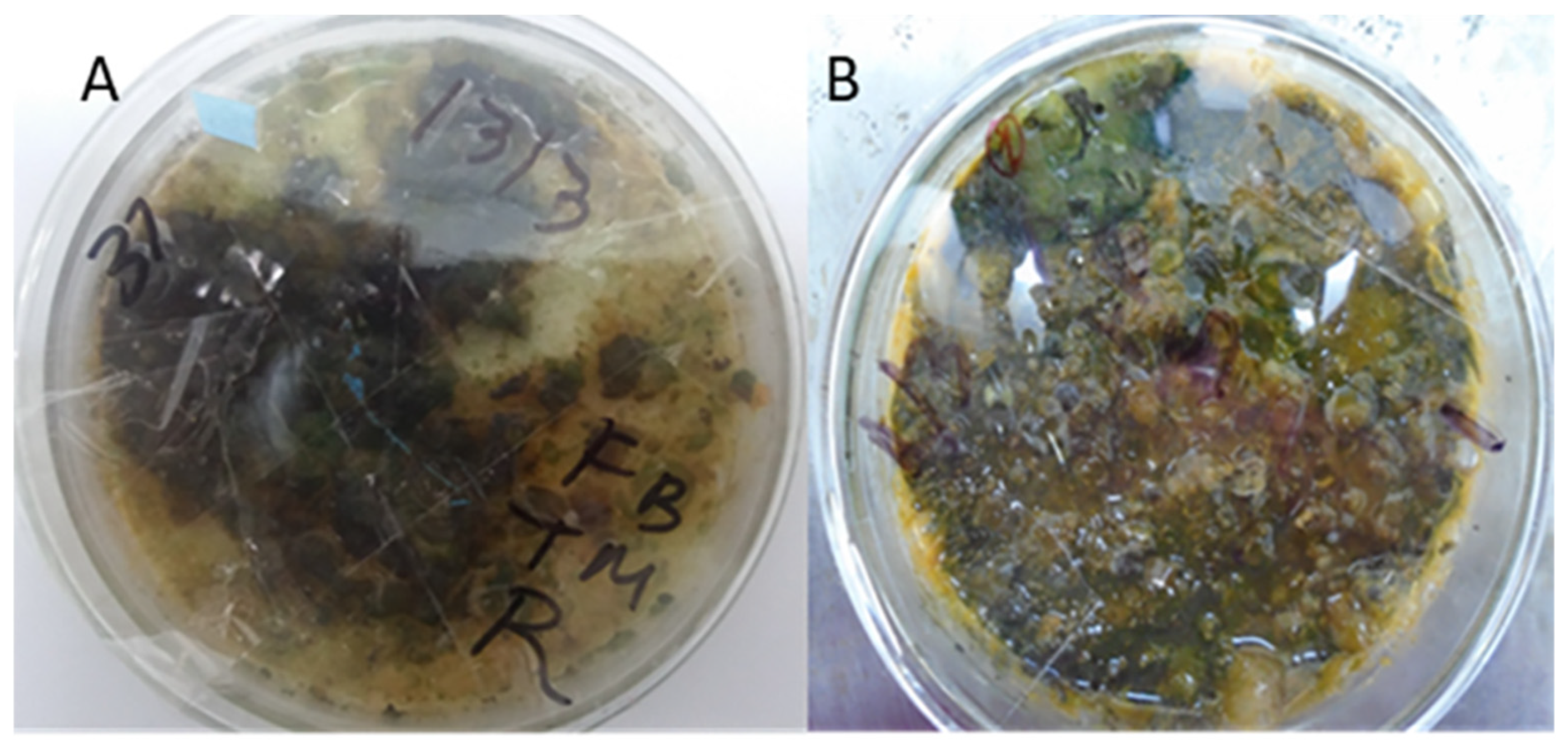 Agronomy 14 02132 g001