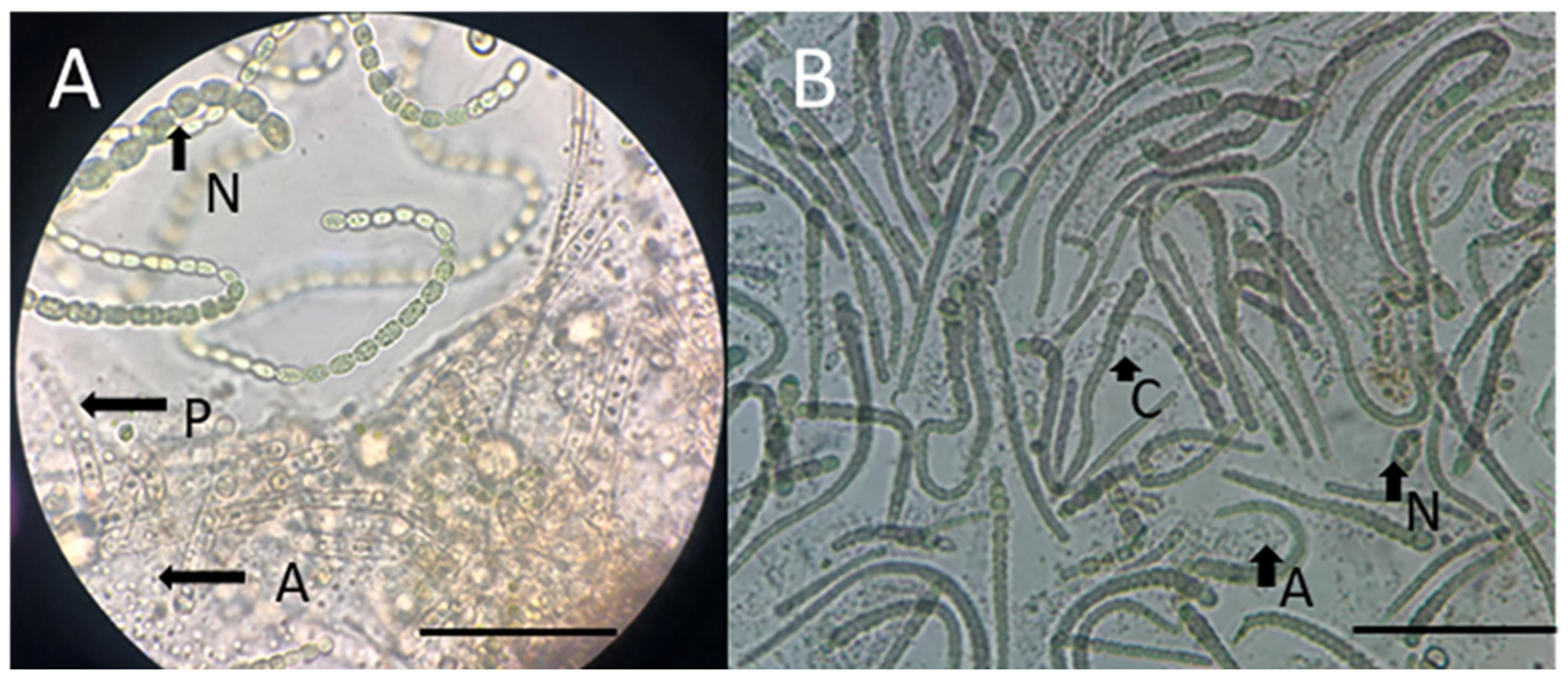 Agronomy 14 02132 g002