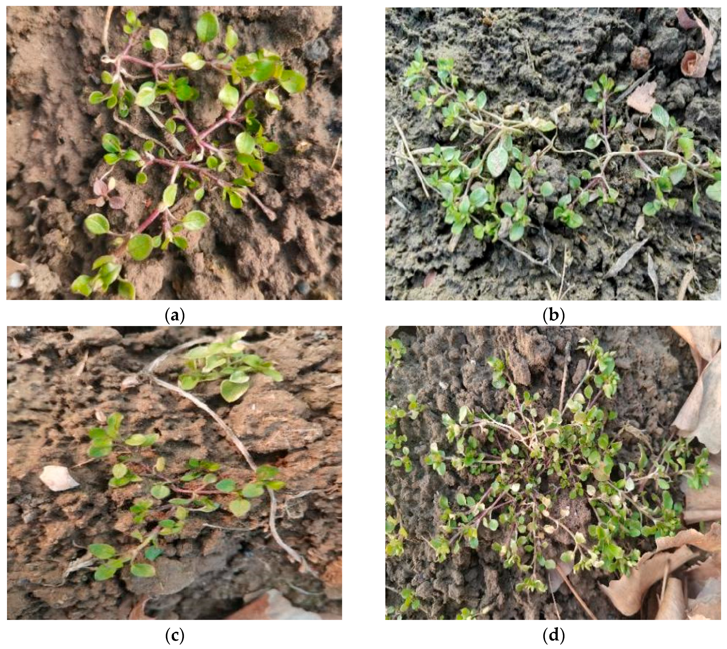 Agronomy 14 02141 g001